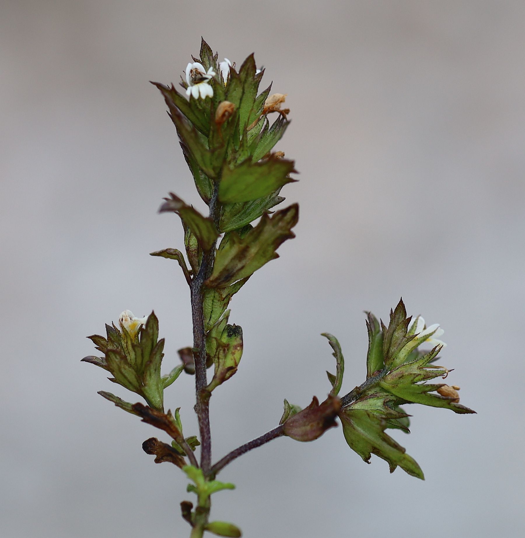 Euphrasia sp G'hacktkogel Hochschwab_20220807_04.jpg