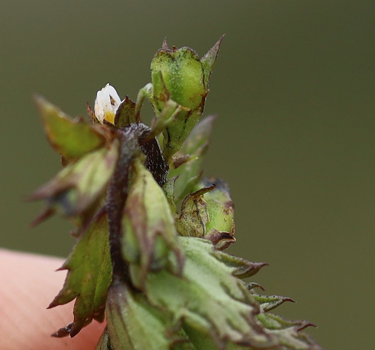 Euphrasia sp G'hacktkogel Hochschwab_20220807_09.jpg