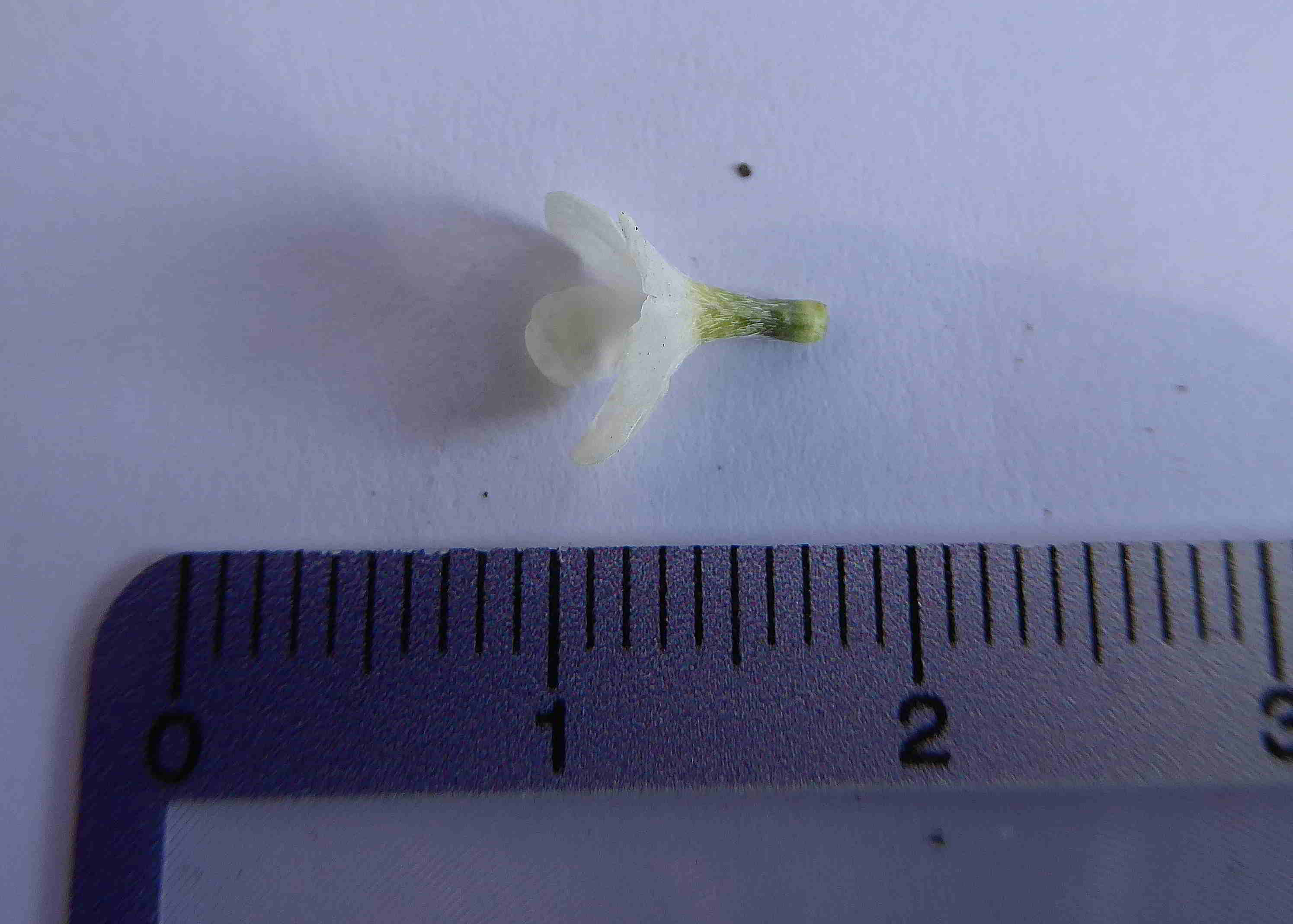 Bft-Blütendetails Buglossoides-08042018- (4).JPG