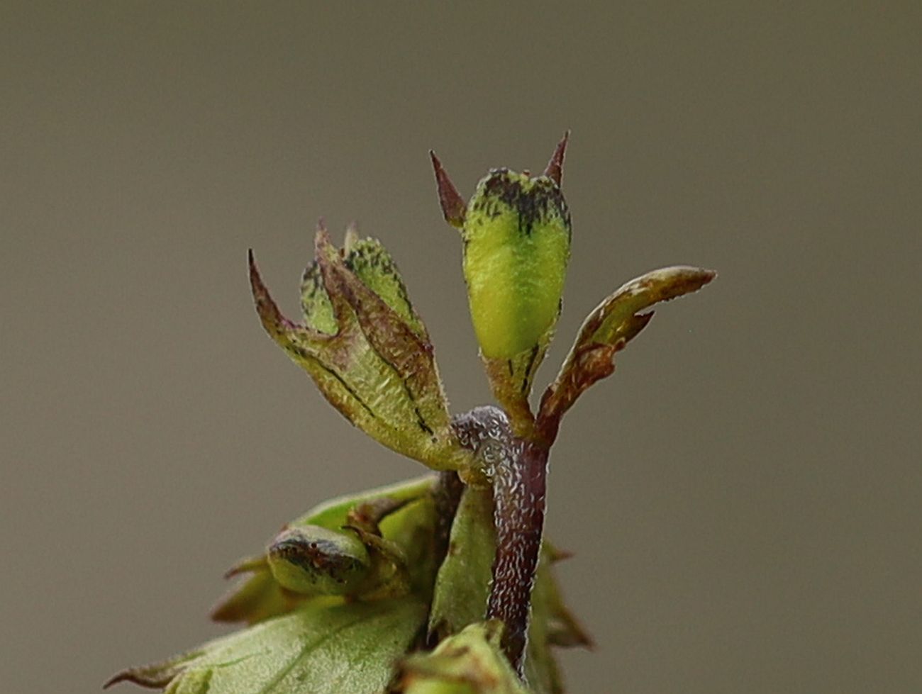 Euphrasia sp G'hacktkogel Hochschwab_20220807_12.jpg