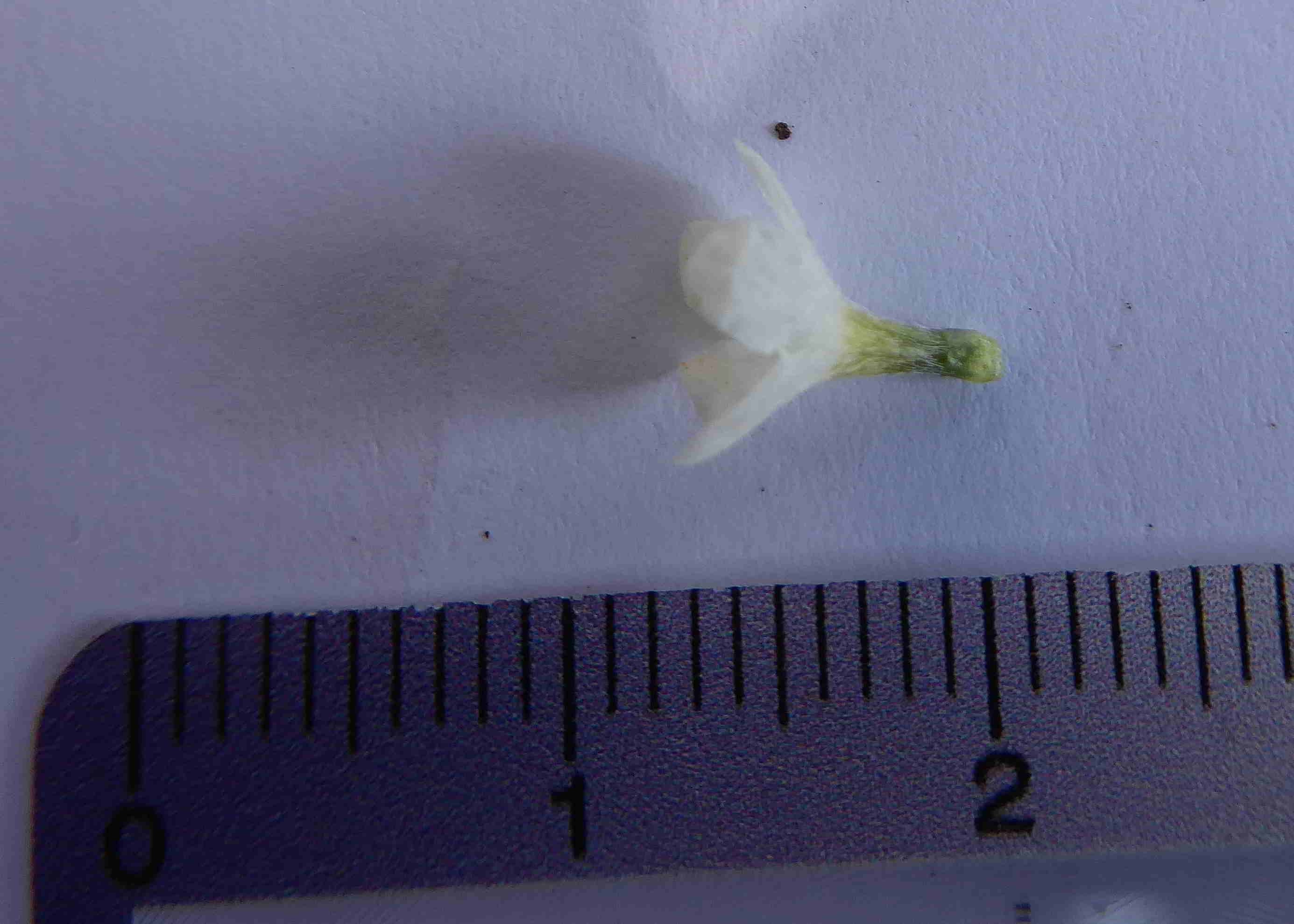 Bft-Blütendetails Buglossoides-08042018- (5).JPG