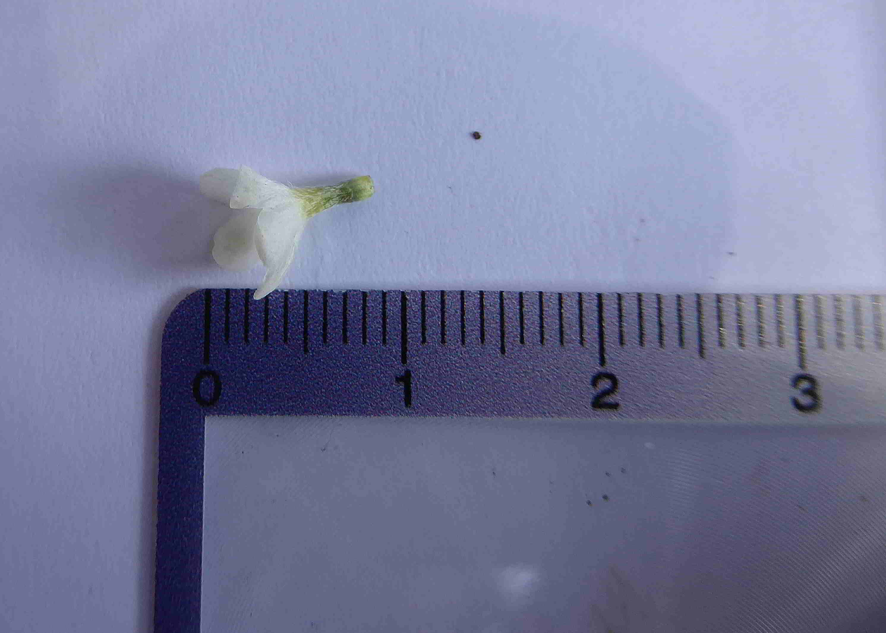 Bft-Blütendetails Buglossoides-08042018- (6).JPG