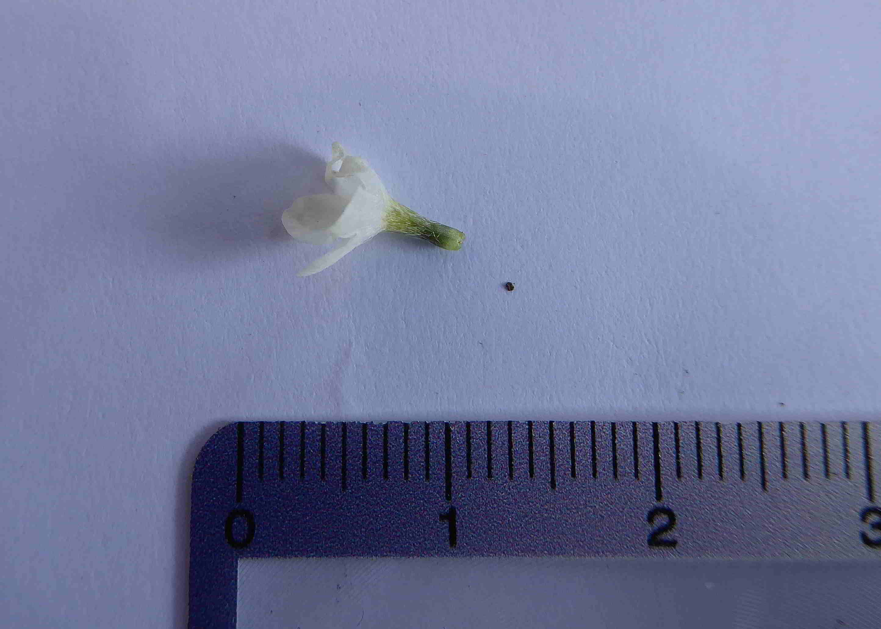 Bft-Blütendetails Buglossoides-08042018- (7).JPG