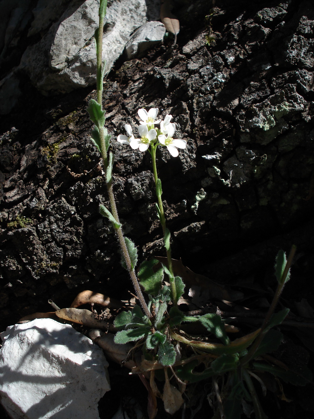 Arabis.collina.I-Gargano.Mt.Croce.JPG