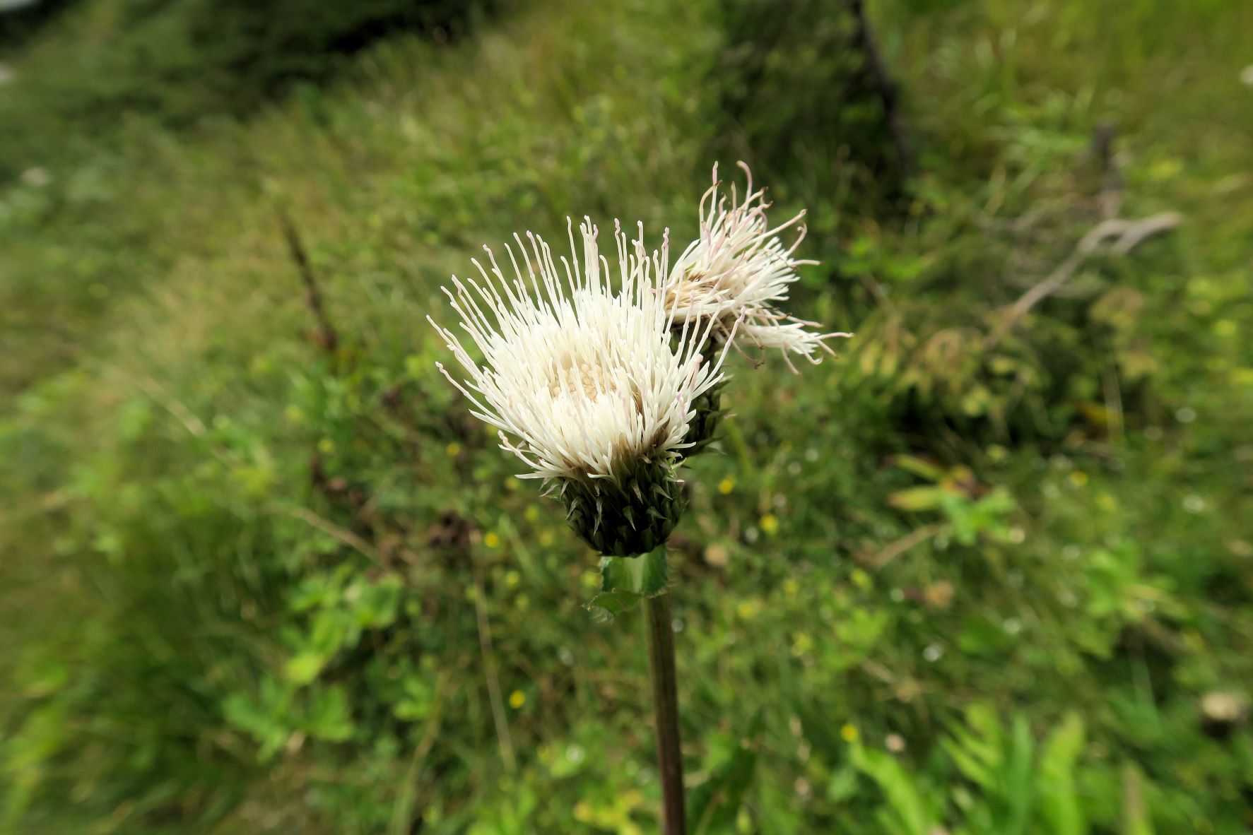 08.06 Turracher Höhe Cirsium ssp. (LB wie Sonchus), Turracher Höhe Schwarzsee 1.Ausfl 06.08.2022 C5X2 (357).JPG
