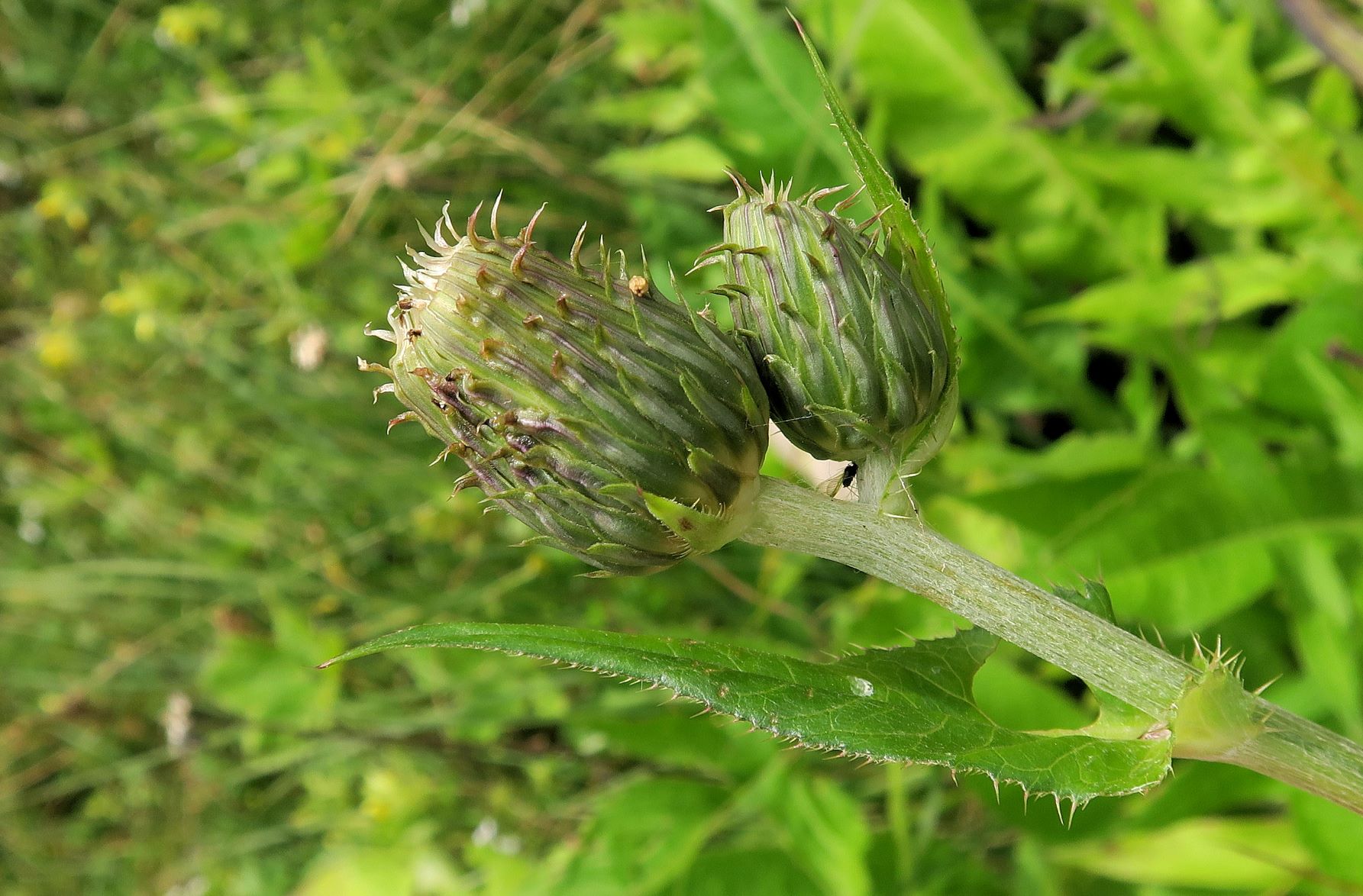 08.06 Turracher Höhe Cirsium ssp. (LB wie Sonchus), Turracher Höhe Schwarzsee 1.Ausfl 06.08.2022 C5X2 (360).JPG