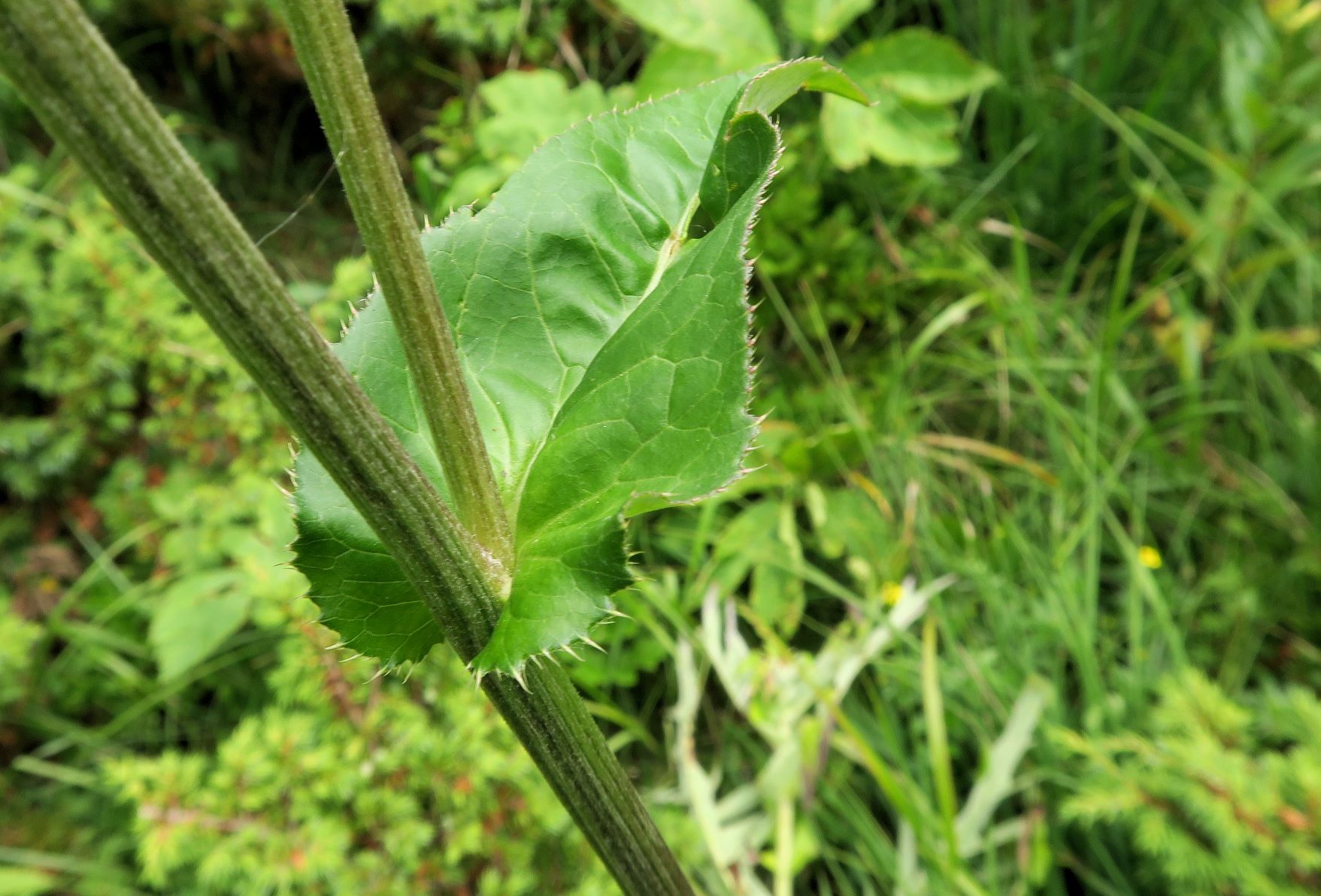 08.06 Turracher Höhe Cirsium ssp. (LB wie Sonchus), Turracher Höhe Schwarzsee 1.Ausfl 06.08.2022 C5X2 (354).JPG