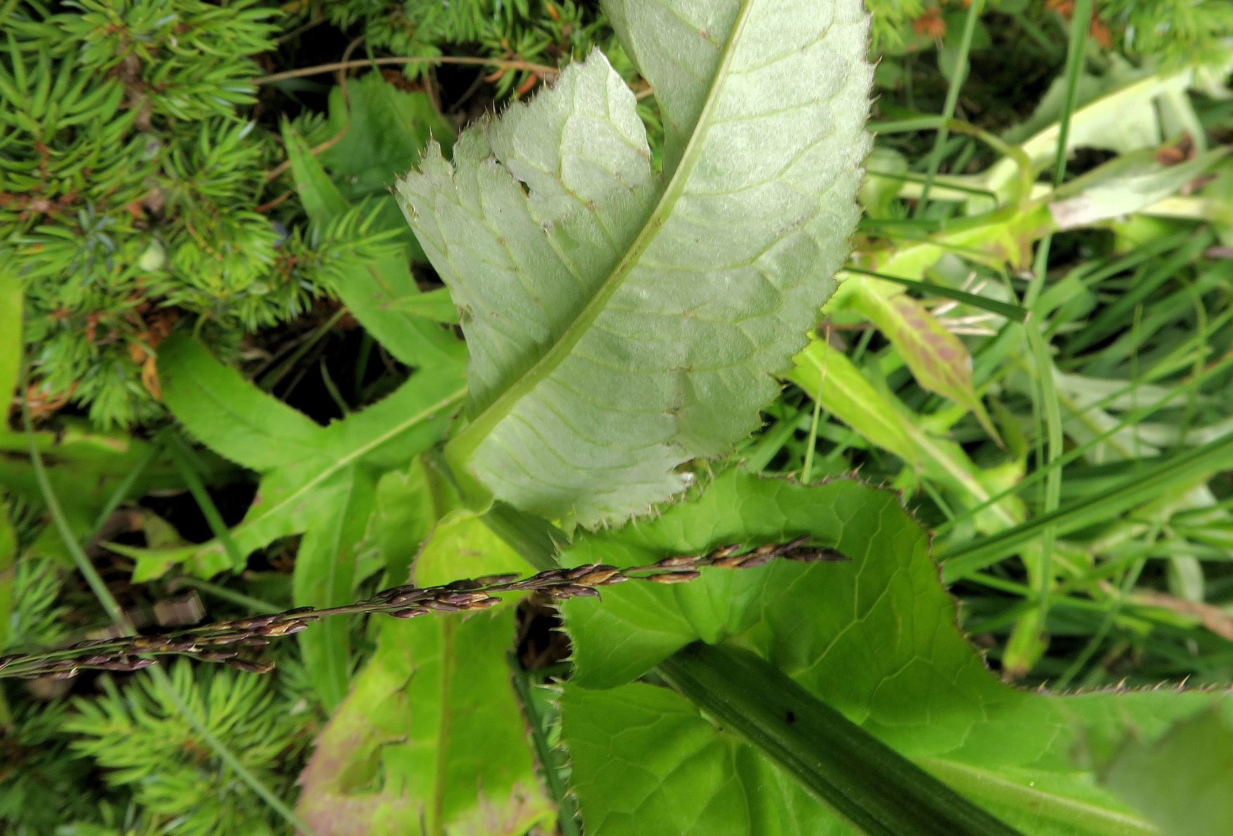 08.06 Turracher Höhe Cirsium ssp. (LB wie Sonchus), Turracher Höhe Schwarzsee 1.Ausfl 06.08.2022 C5X2 (356).JPG