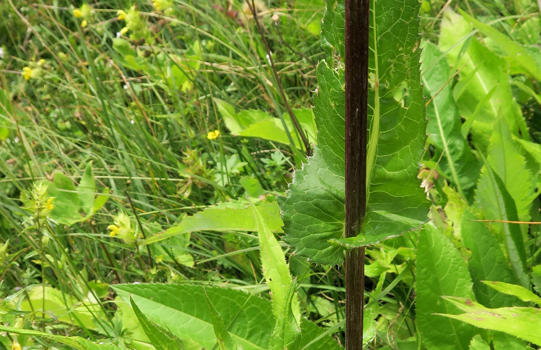 08.06 Turracher Höhe Cirsium ssp. (LB wie Sonchus), Turracher Höhe Schwarzsee 1.Ausfl 06.08.2022 C5X2 (359).JPG