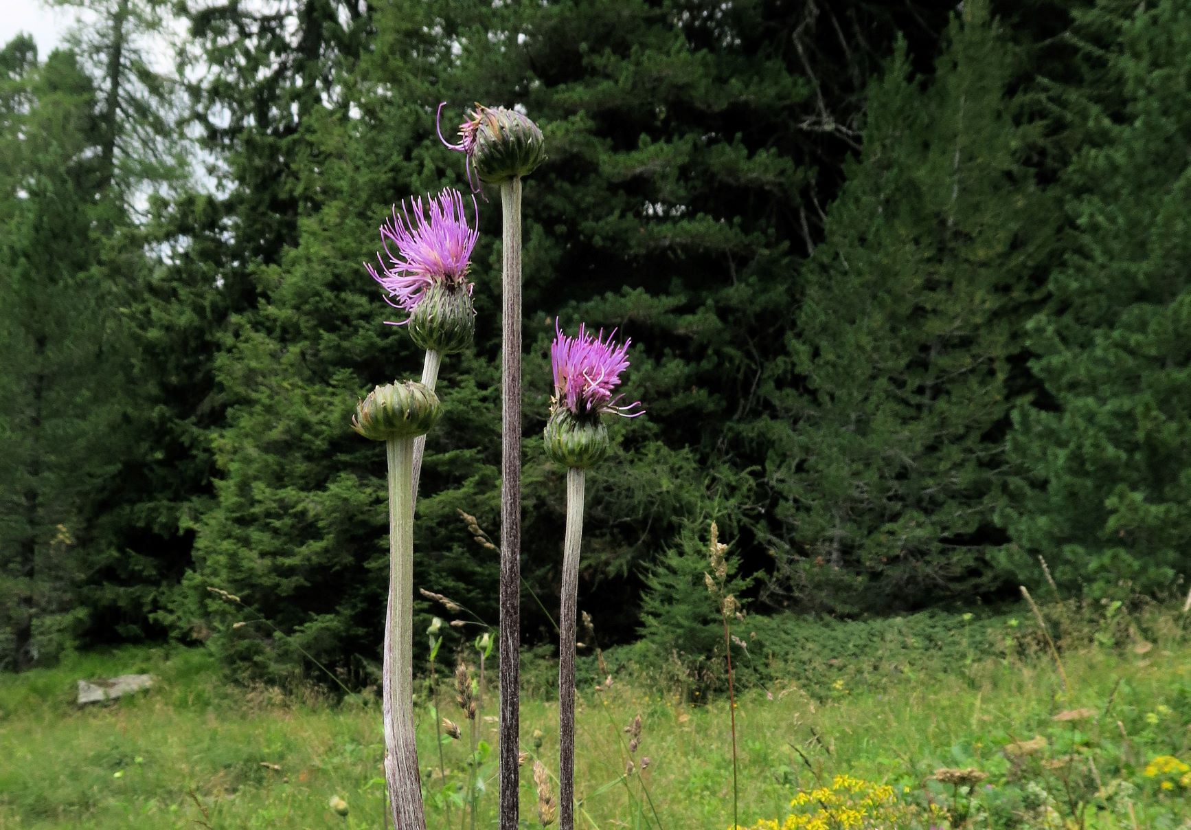 08.06 Turracher Höhe Ciursium heterophyllum Verschiedenblatt-Kratzdistel, Turracher Höhe Schwarzsee 1.Ausfl 06.08.2022 C5X2 (157).JPG