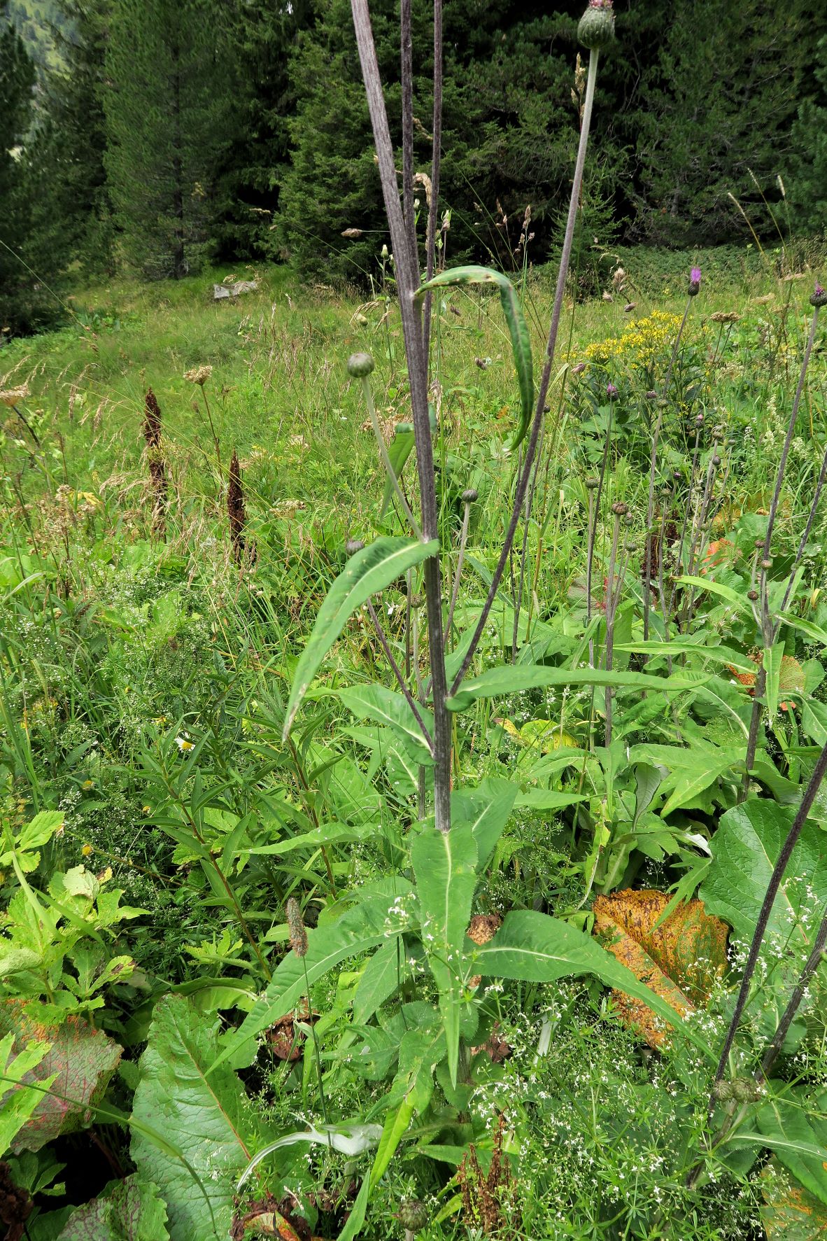 08.06 Turracher Höhe Ciursium heterophyllum Verschiedenblatt-Kratzdistel, Turracher Höhe Schwarzsee 1.Ausfl 06.08.2022 C5X2 (158).JPG