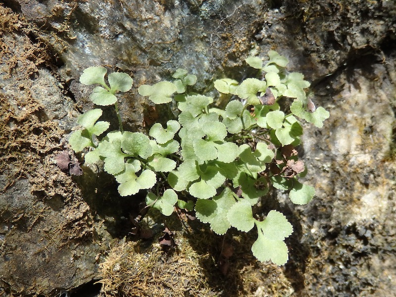 6Asplenium.JPG