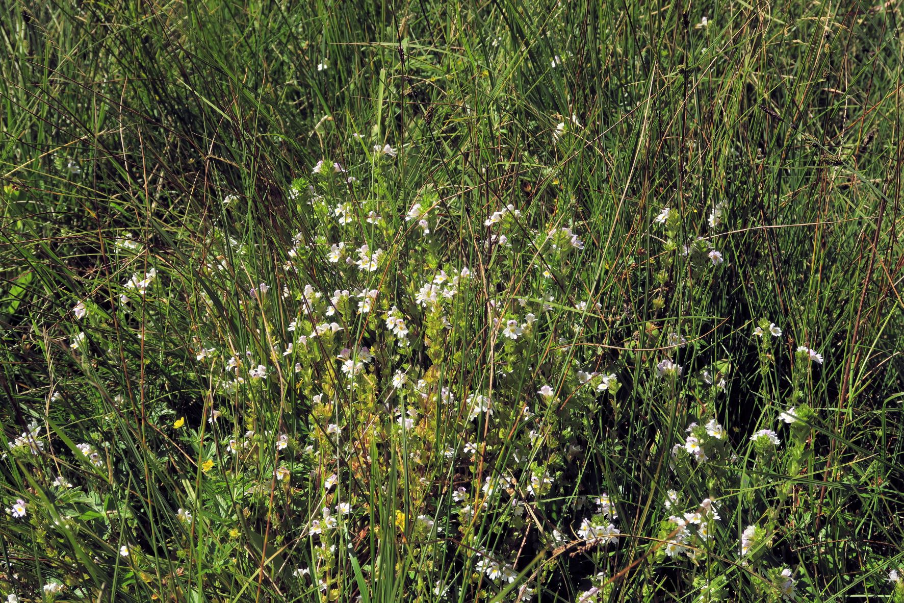 Euphrasia ssp. unbestimmt -Augentrost, Turracher Höhe RdWg Grünsee ZirbenWld Feuchtwiese  04.08.2022 C5X2 (33).JPG