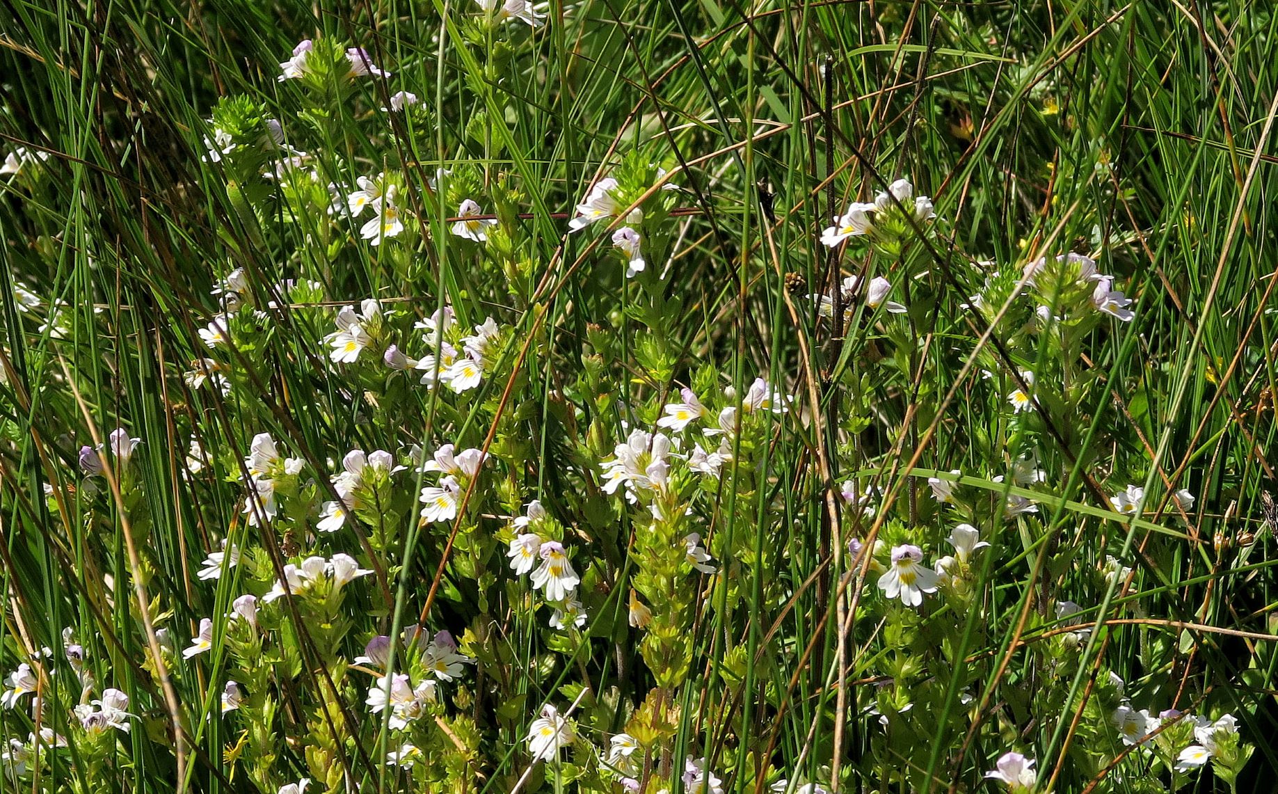 Euphrasia ssp. unbestimmt -Augentrost, Turracher Höhe RdWg Grünsee ZirbenWld Feuchtwiese  04.08.2022 C5X2 (34).JPG