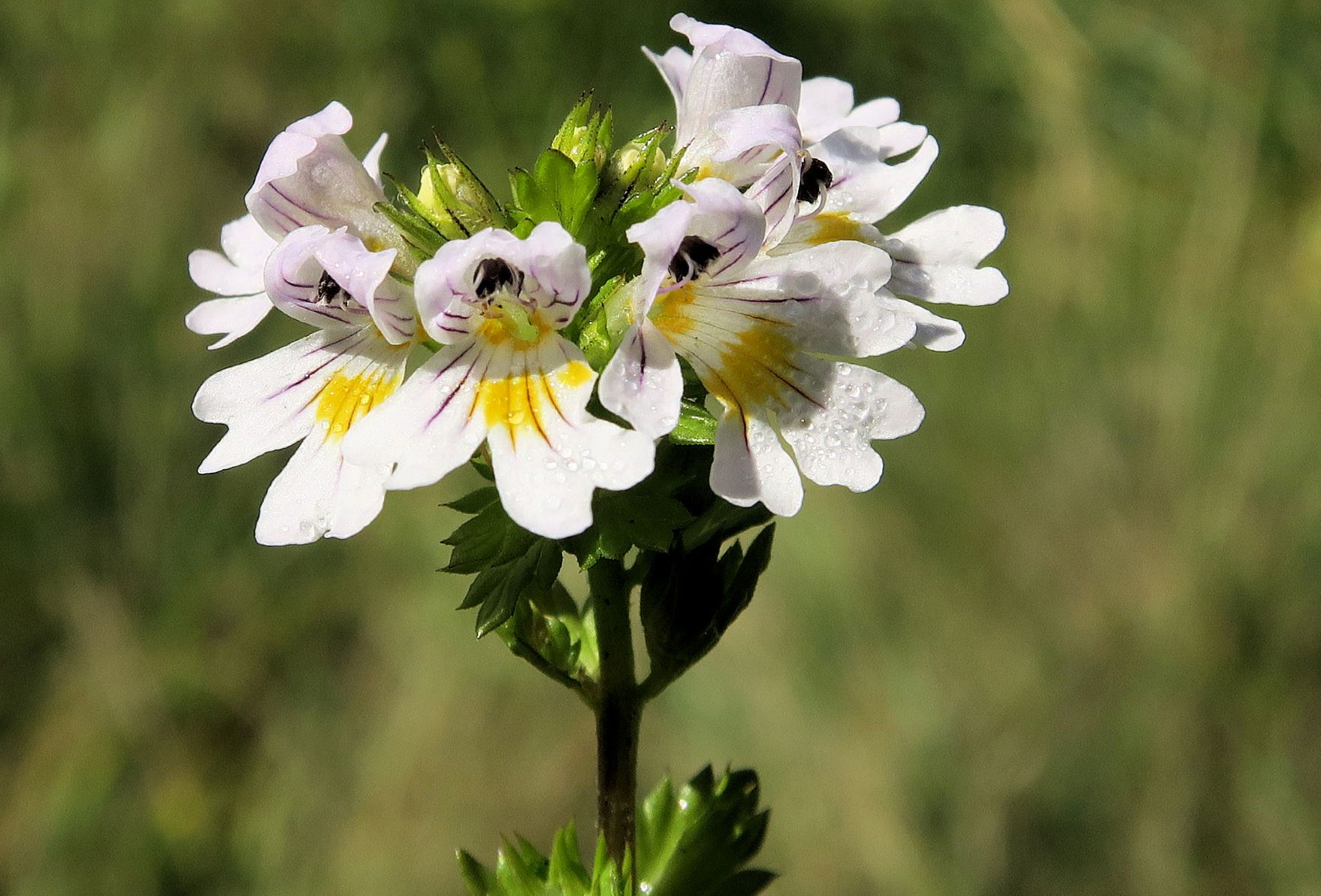 Euphrasia ssp. unbestimmt -Augentrost, Turracher Höhe RdWg Grünsee ZirbenWld Feuchtwiese  04.08.2022 C5X2 (2).JPG