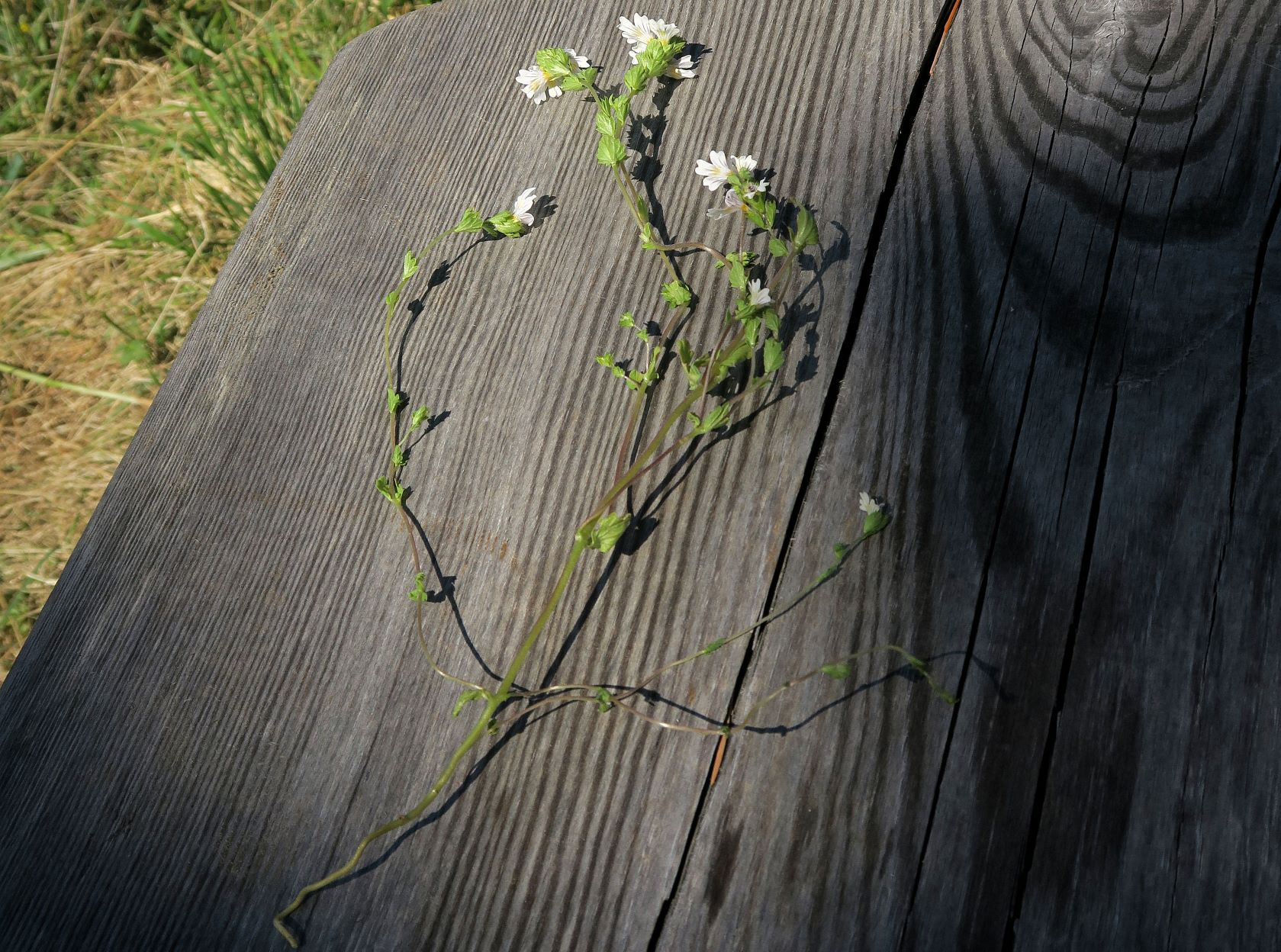 Euphrasia ssp. unbestimmt -Augentrost, Turracher Höhe RdWg Grünsee ZirbenWld Feuchtwiese  04.08.2022 C5X2 (1).JPG