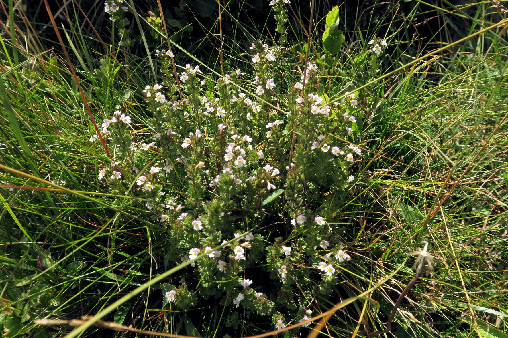 Euphrasia ssp., Turracher Höhe Kornock Panoramabhn Bergstat. 10.08.2022 C5X2 (39).JPG