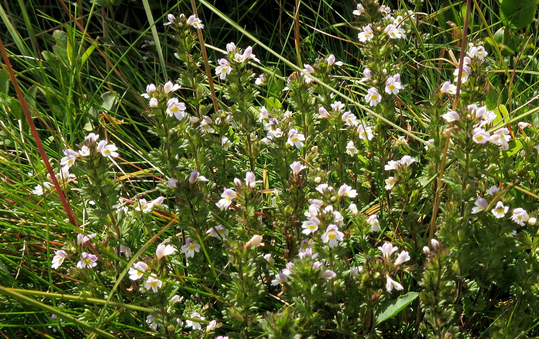 Euphrasia ssp., Turracher Höhe Kornock Panoramabhn Bergstat. 10.08.2022 C5X2 (38).JPG