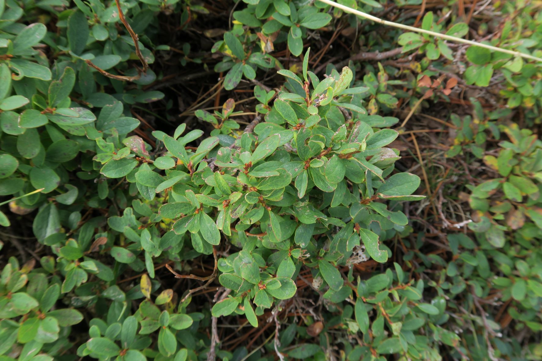 Pflanze völlig unbestimmt strauchartig etw. glauk, Turracher Höhe Kornock Panoramabhn Bergstat. 10.08.2022 C5X2 (36).JPG