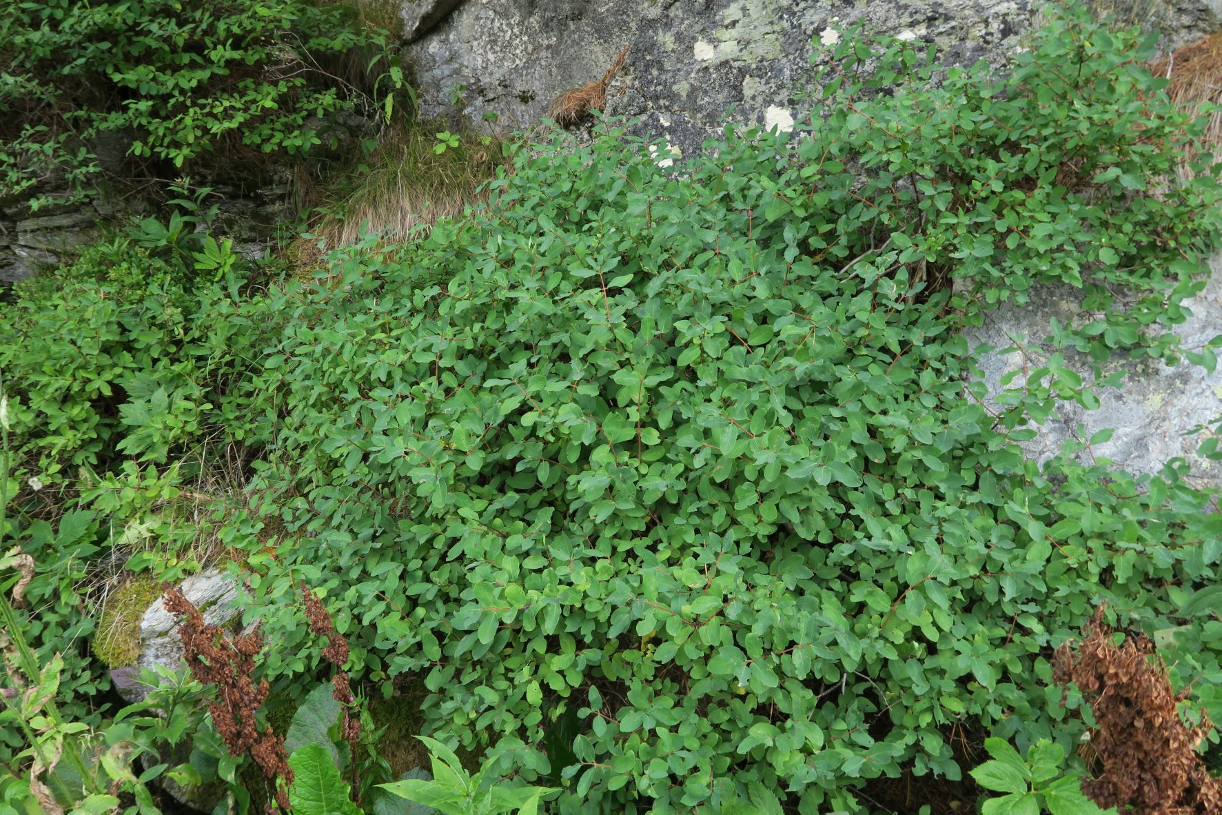 Pflanze völlig unbestimmt, Turracher Höhe Böschung Bundesstr. 10.08.2022 C5X2 (129).JPG