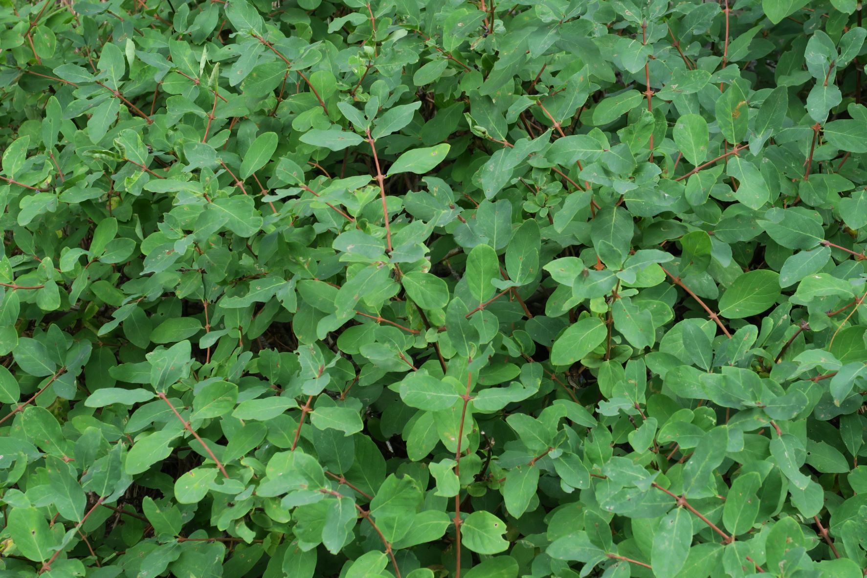 Pflanze völlig unbestimmt, Turracher Höhe Böschung Bundesstr. 10.08.2022 C5X2 (130).JPG