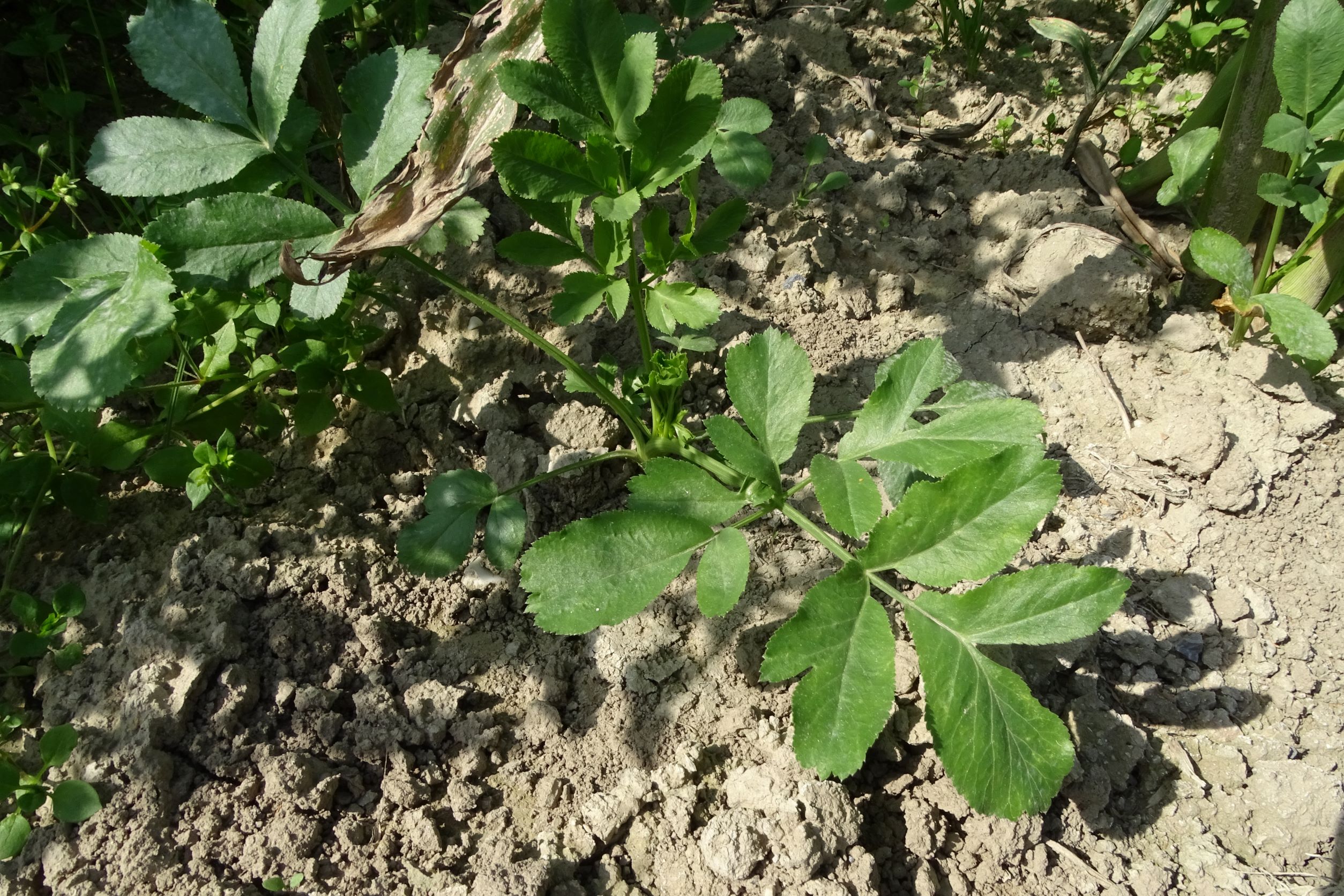 DSC05203 ammi majus, mühlleiten (marchfeld), 2022-09-05.JPG