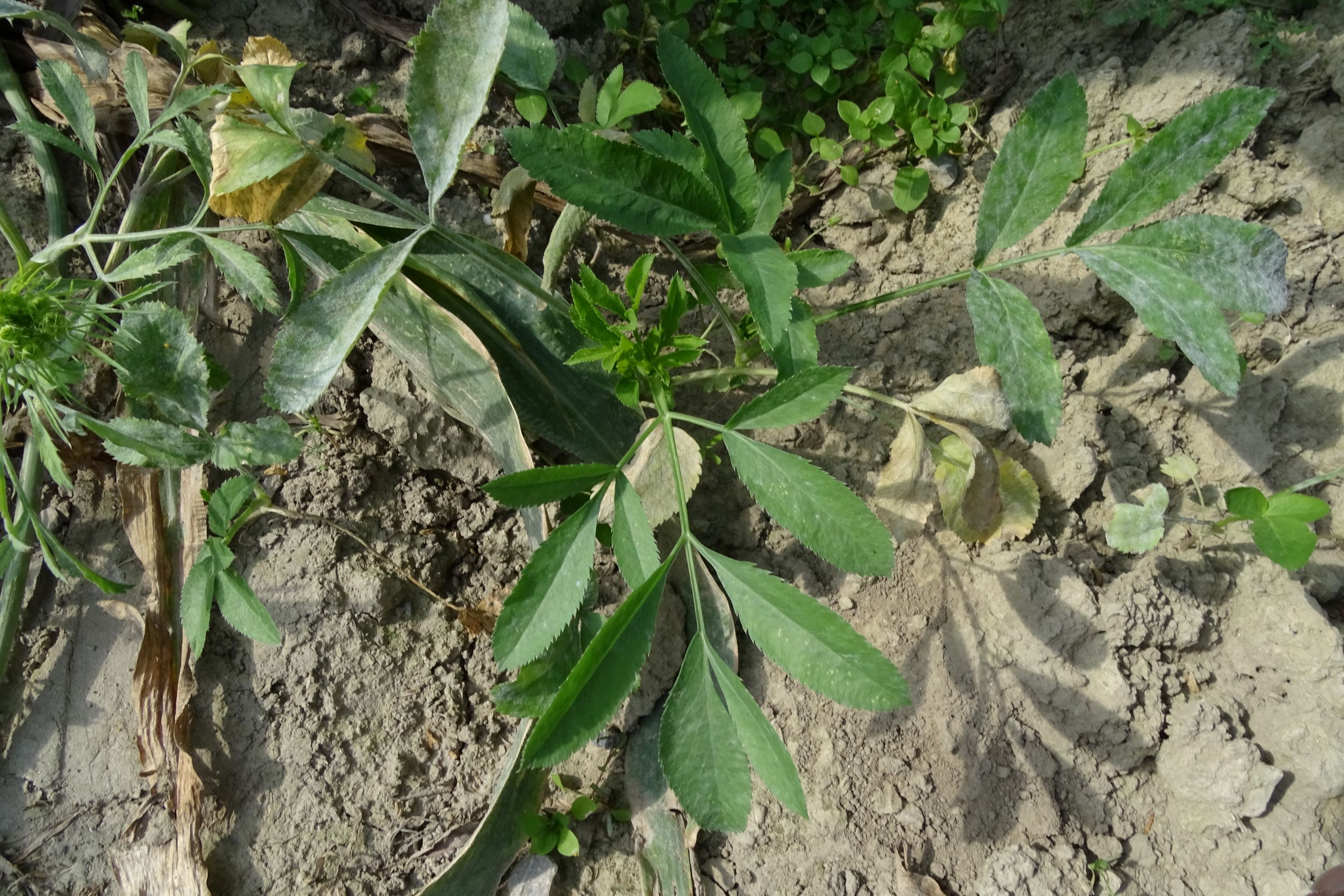 DSC05200 ammi majus, mühlleiten (marchfeld), 2022-09-05.JPG