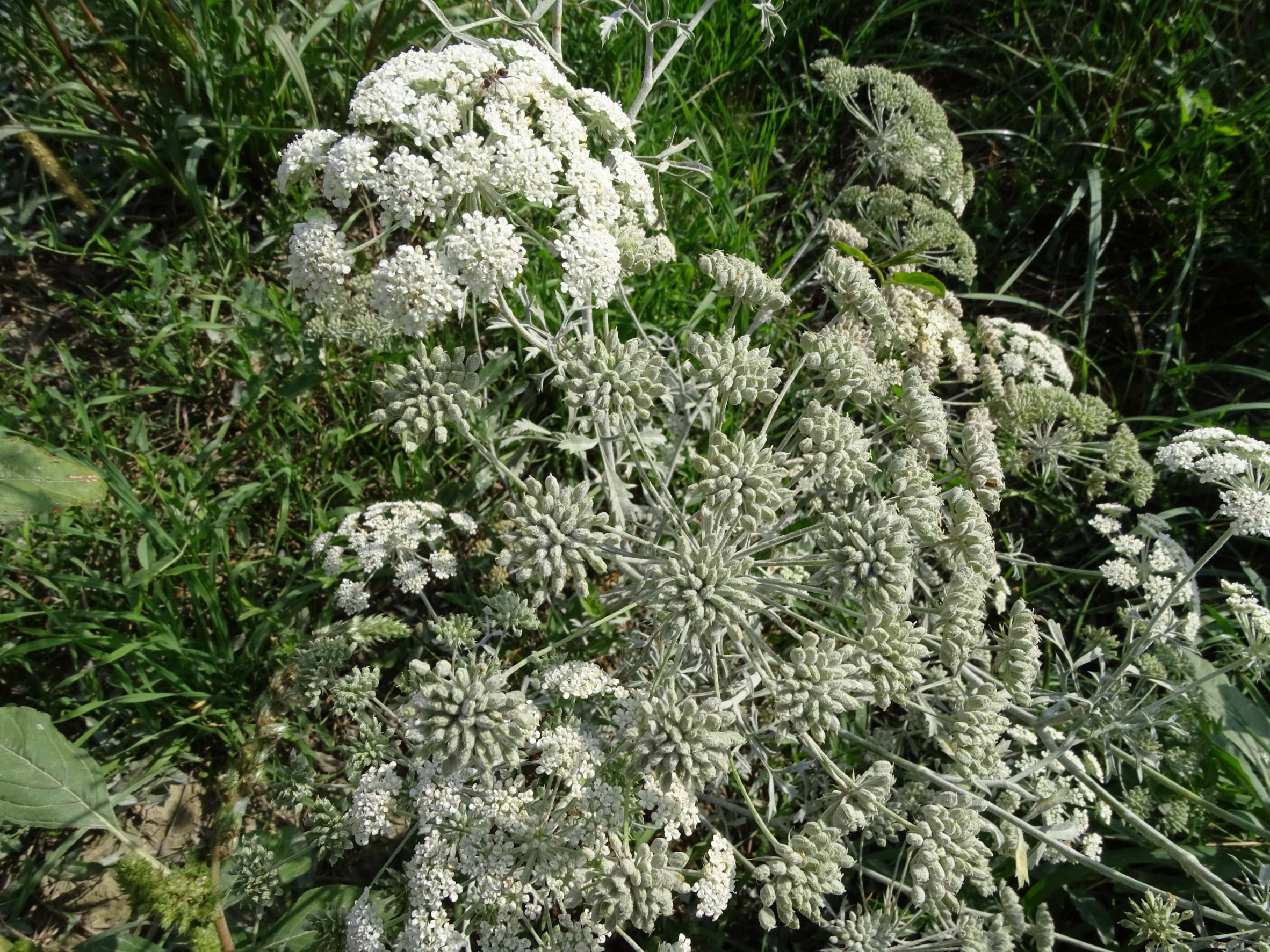 DSC05167 ammi majus, mühlleiten (marchfeld), 2022-09-05.JPG