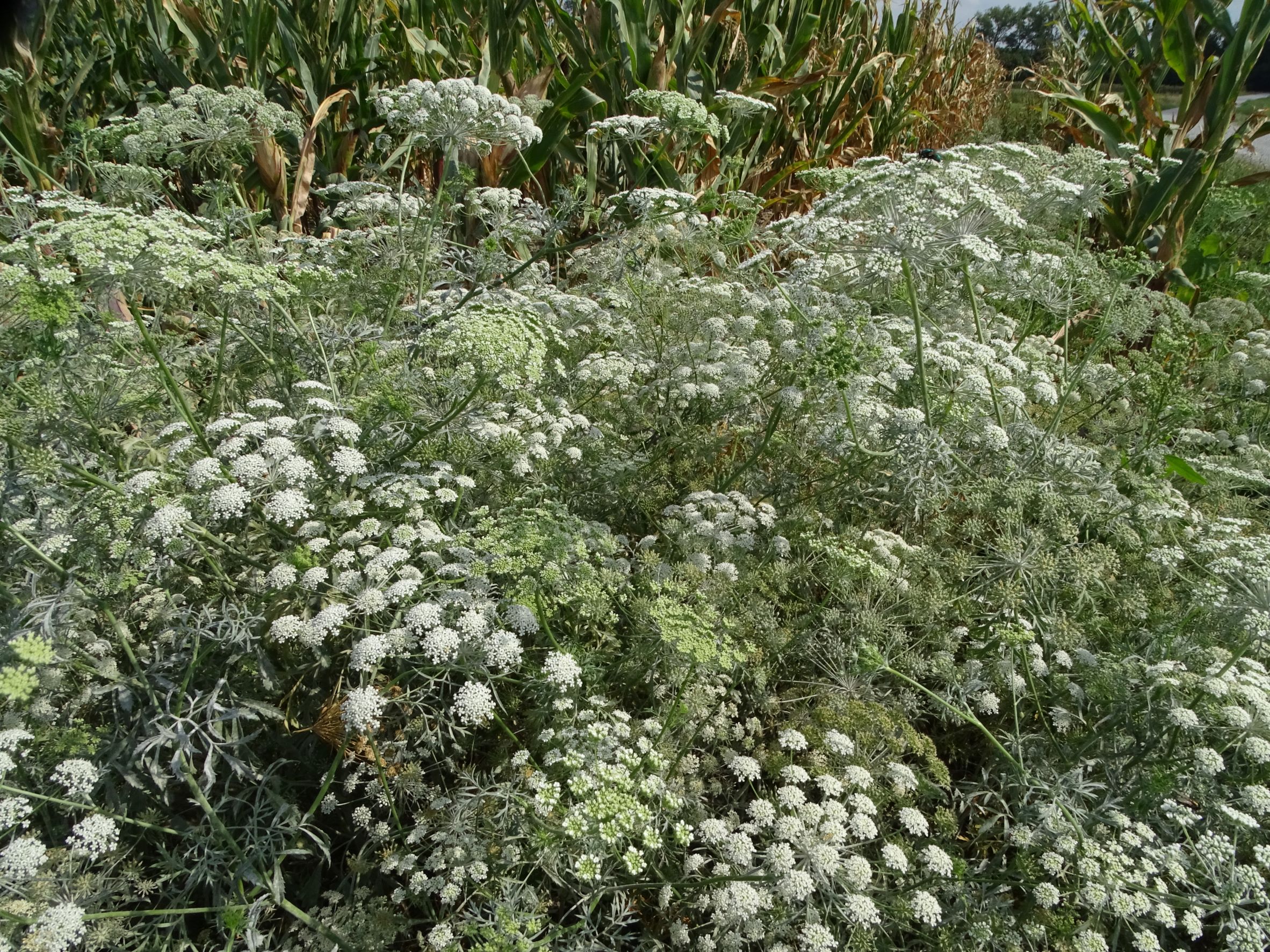 DSC05180 ammi majus, mühlleiten (marchfeld), 2022-09-05.JPG