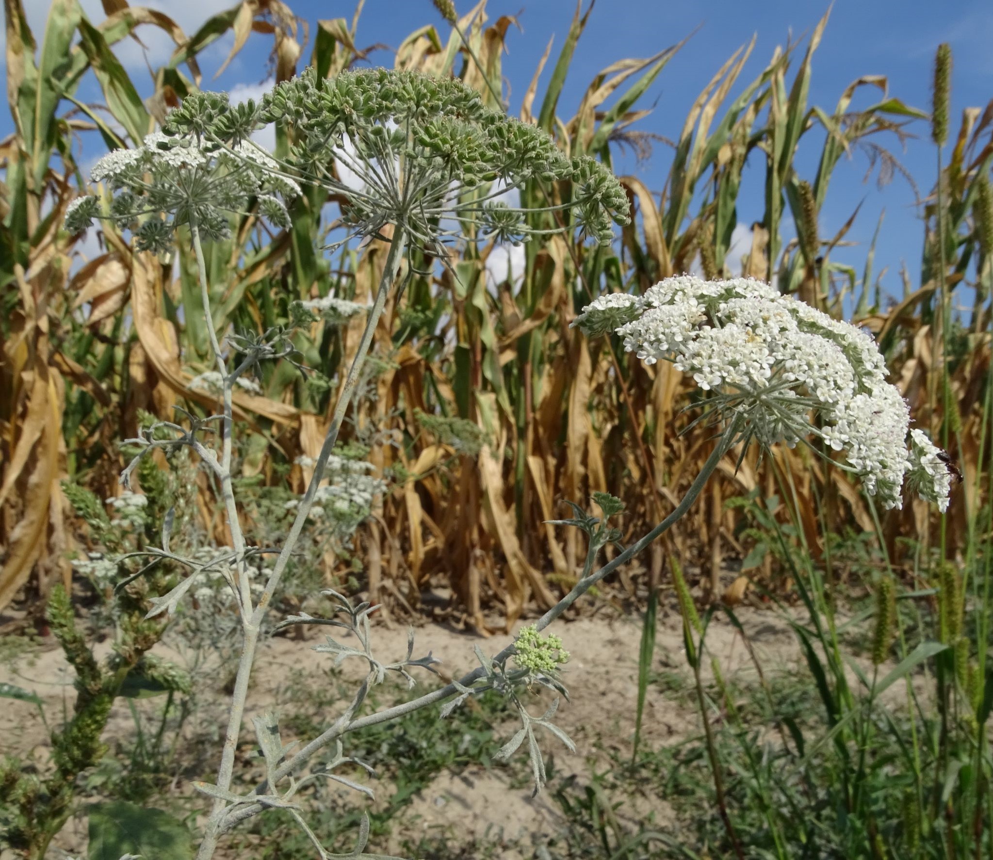 DSC05168 ammi majus, mühlleiten (marchfeld), 2022-09-05.JPG
