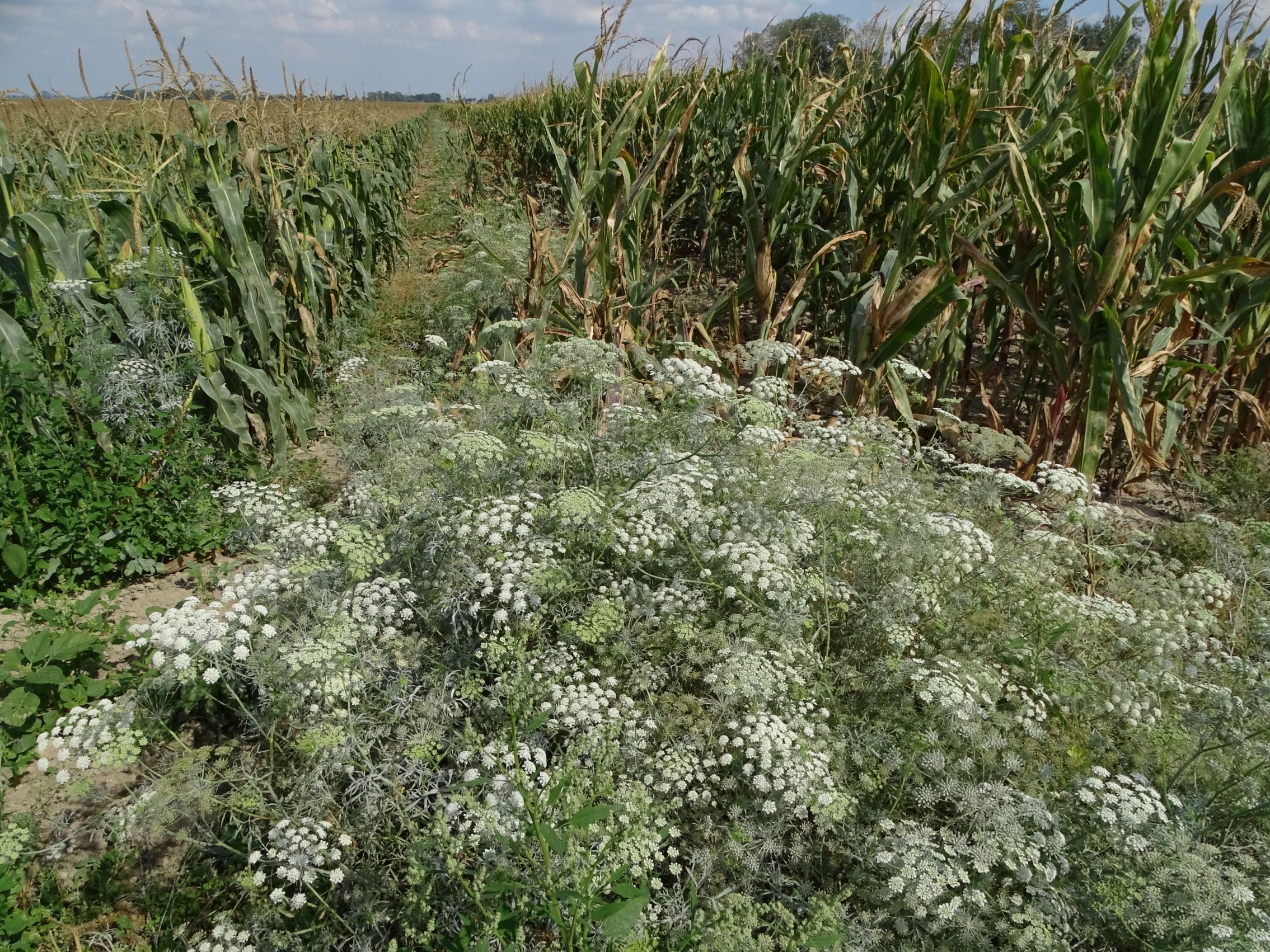 DSC05179 ammi majus, mühlleiten (marchfeld), 2022-09-05.JPG