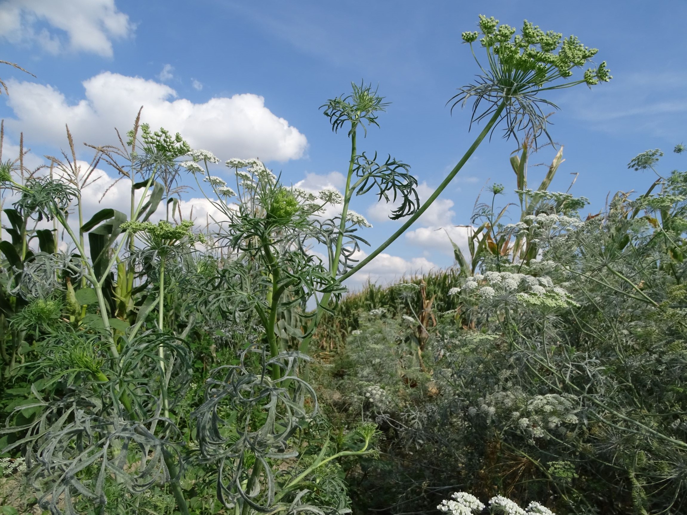 DSC05183 ammi majus, mühlleiten (marchfeld), 2022-09-05.JPG