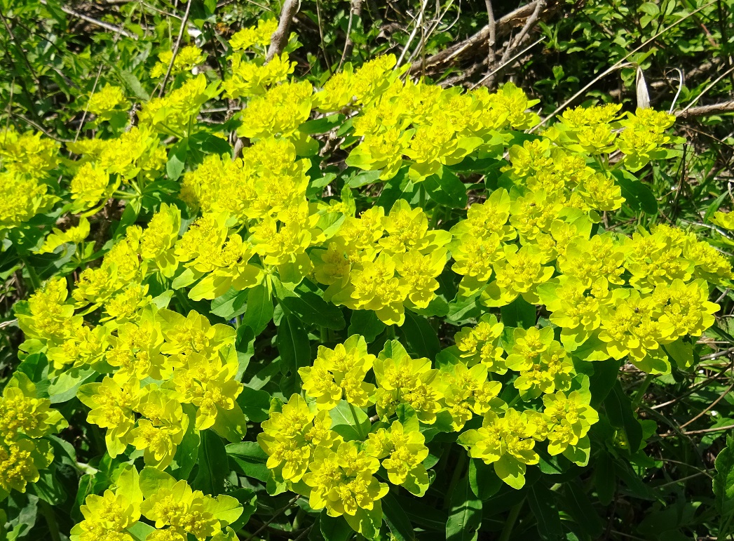 2022-04-30 DSC04085.JPG