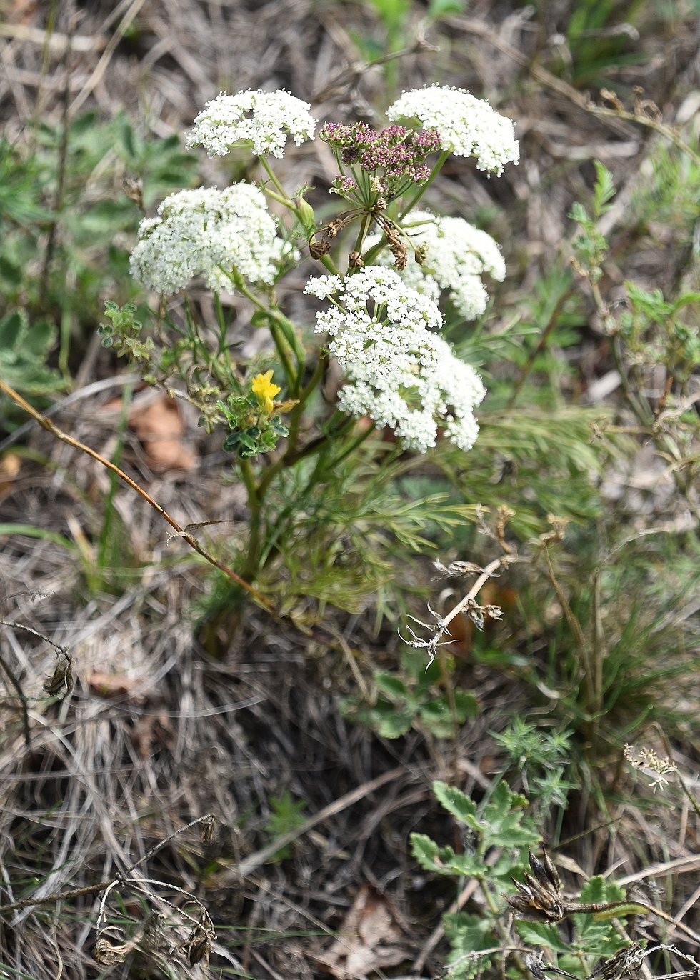 Purbach - 05092022 - (16) - Seseli annuum - Steppenfenchel.JPG