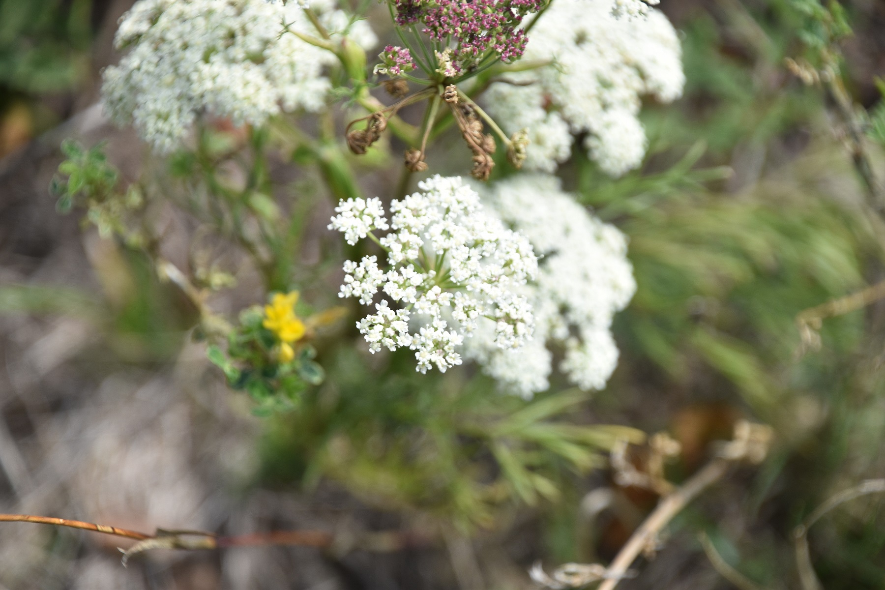 Purbach - 05092022 - (17) - Seseli annuum - Steppenfenchel.JPG