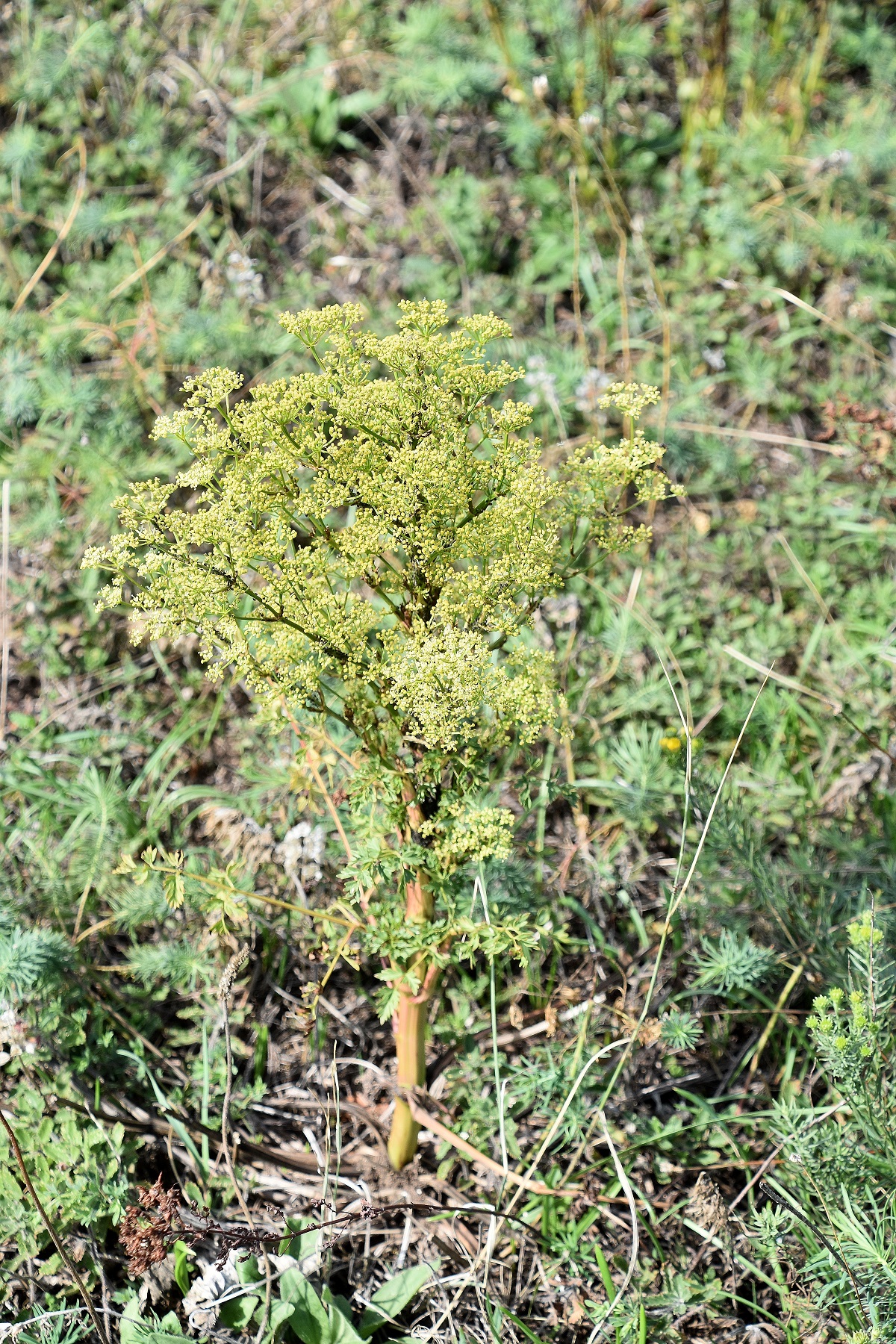 Purbach - 05092022 - (4).JPG