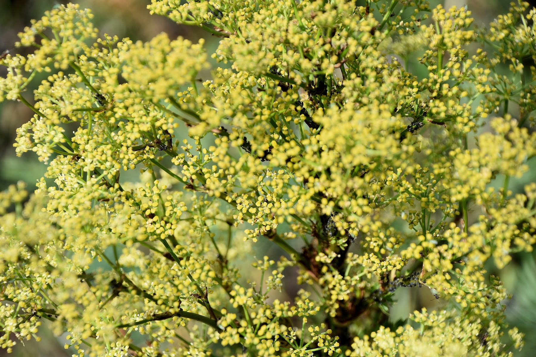 Purbach - 05092022 - (5).JPG