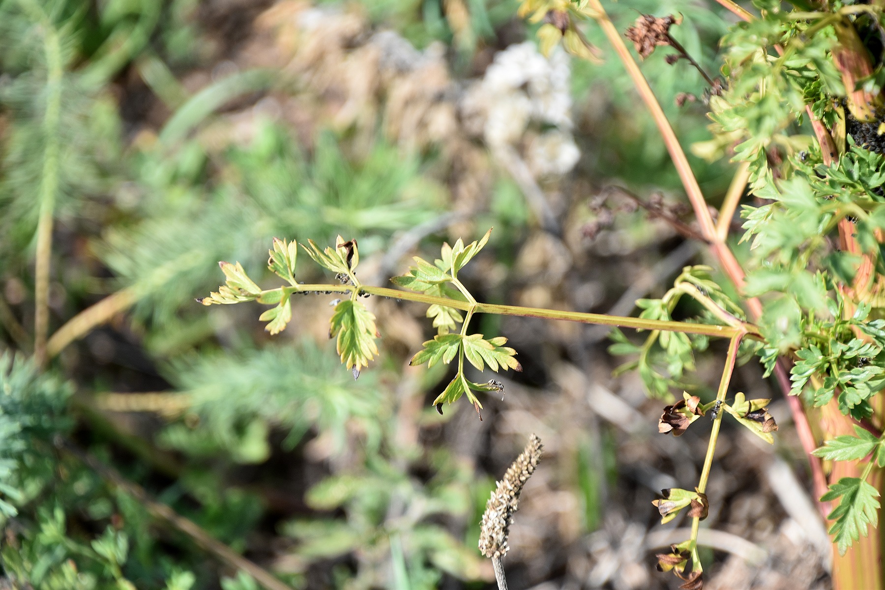 Purbach - 05092022 - (6).JPG