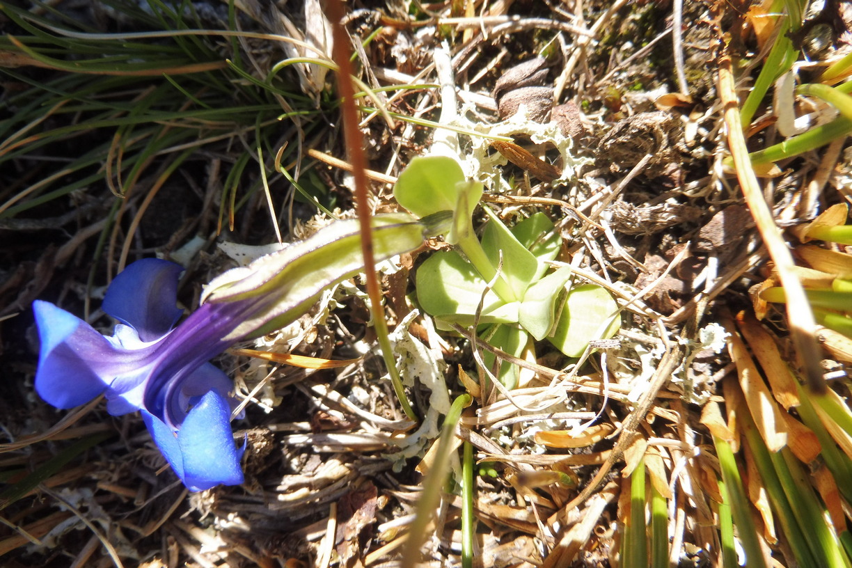 Gentiana A 5.JPG