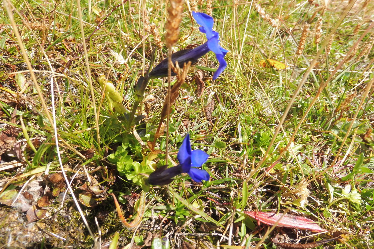 Gentiana B 1.JPG