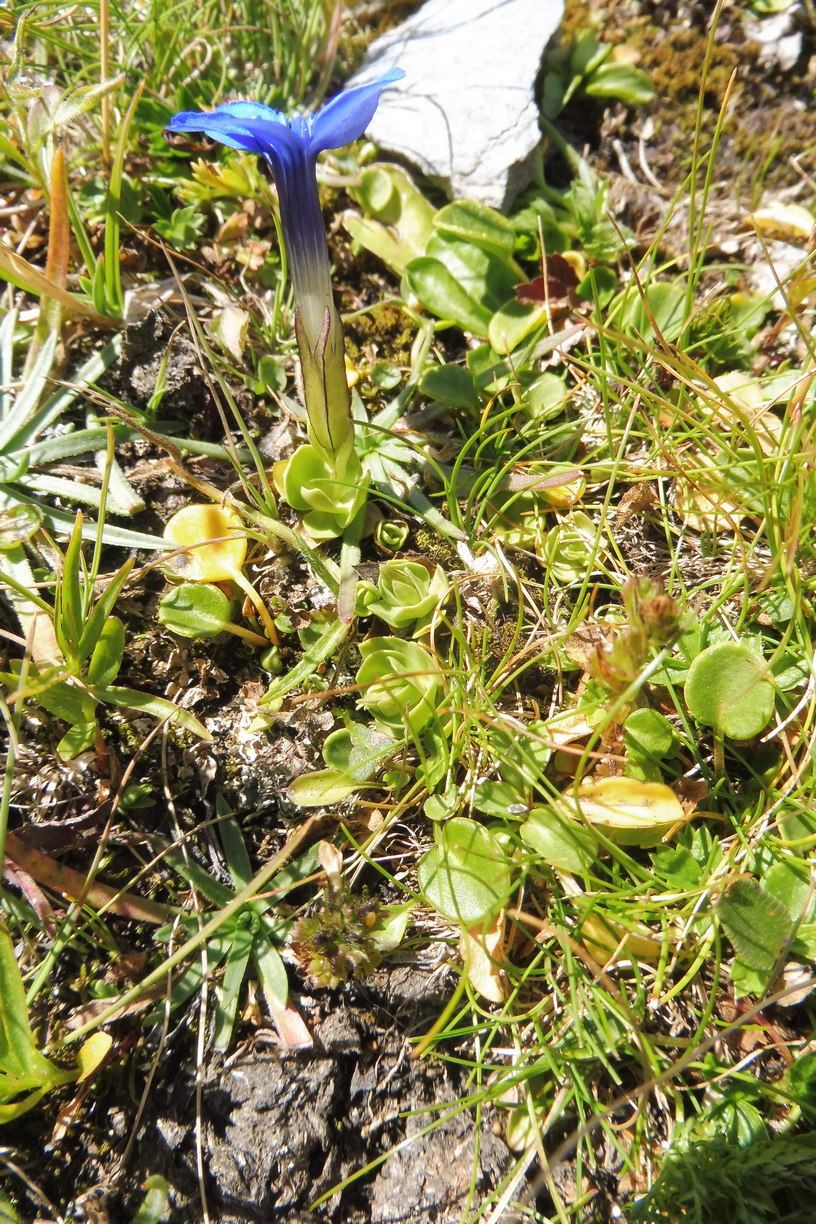 Gentiana E 3.JPG