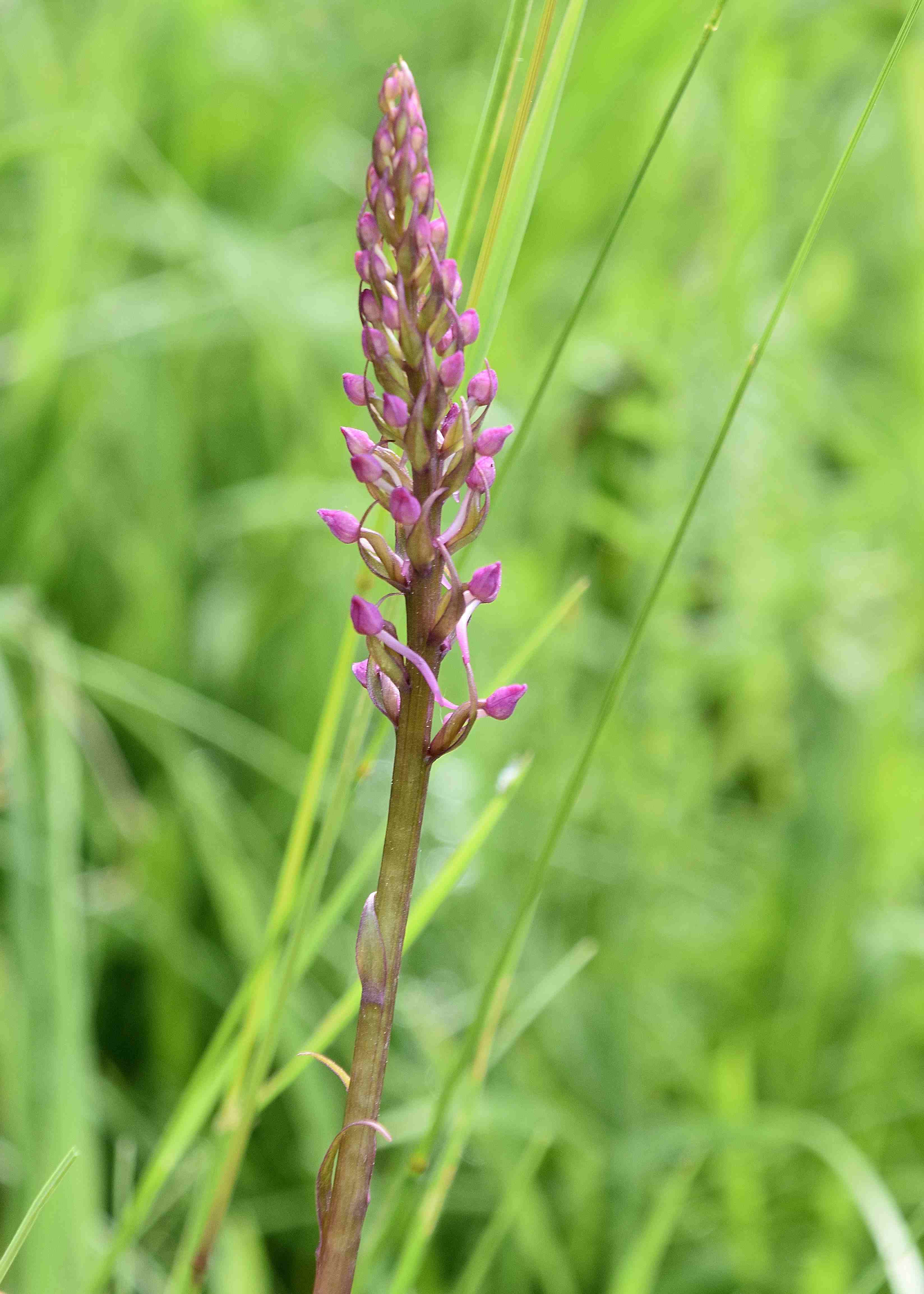 Kaltenleutgeben - 29052022 - (60) - Gymnadenia conopsea f. odorata.JPG