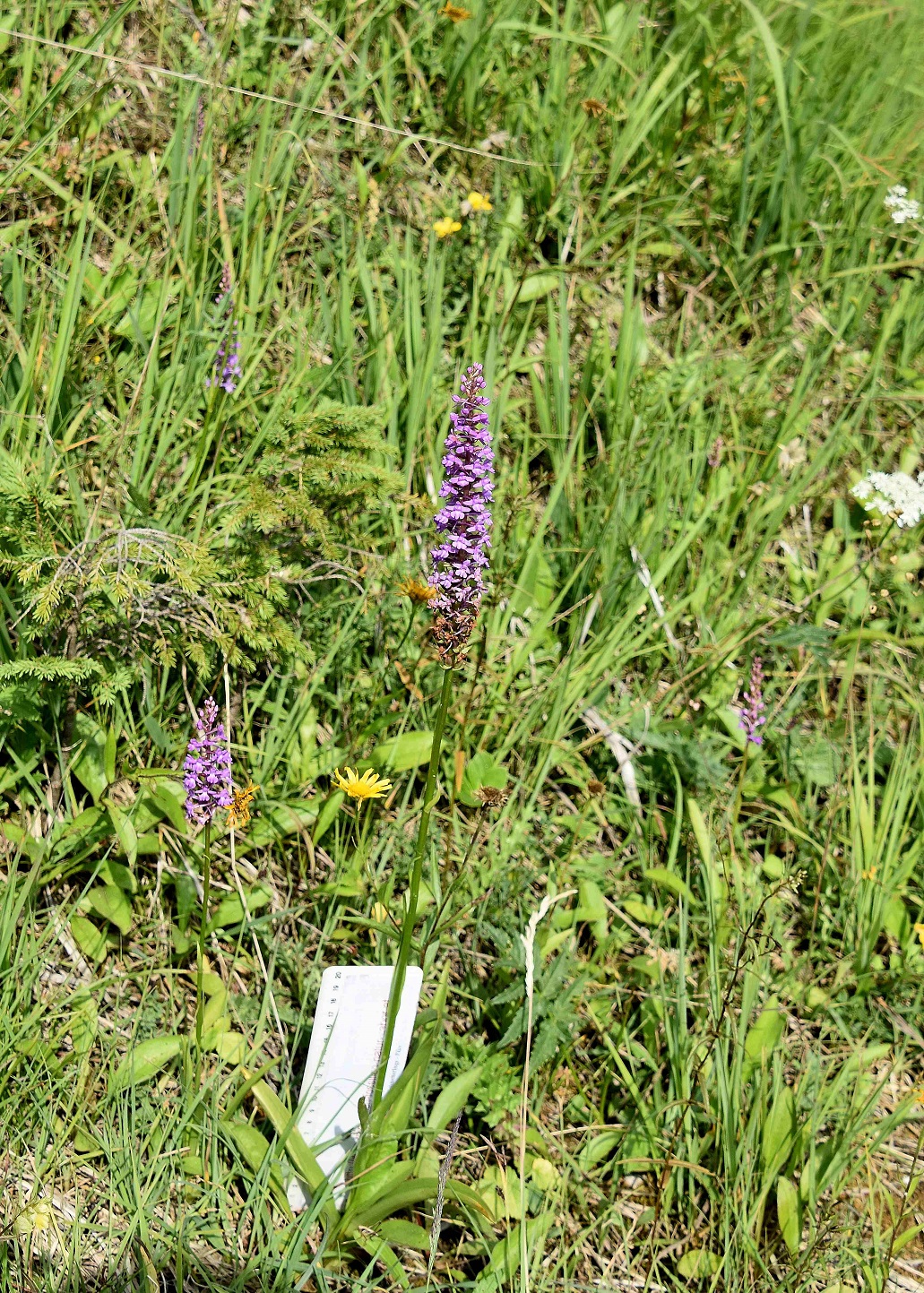 Neuhaus - 24072021 - (378) - Gymnadenia conopsea f. odorata.JPG