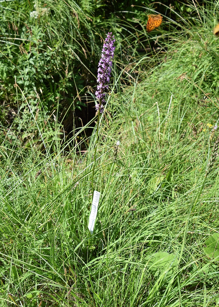 Hohenberg -03072020-(15) - Gymnadenia conopsea subsp. densiflora - Dichtblütige Mücken-Händelwurz.JPG