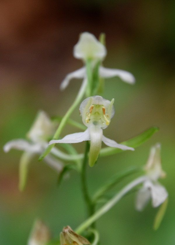 Sankt Veiter Staff - 21062021 - (87) - - Platanthera chlorantha - Grünlich-Waldhyazinthe.JPG