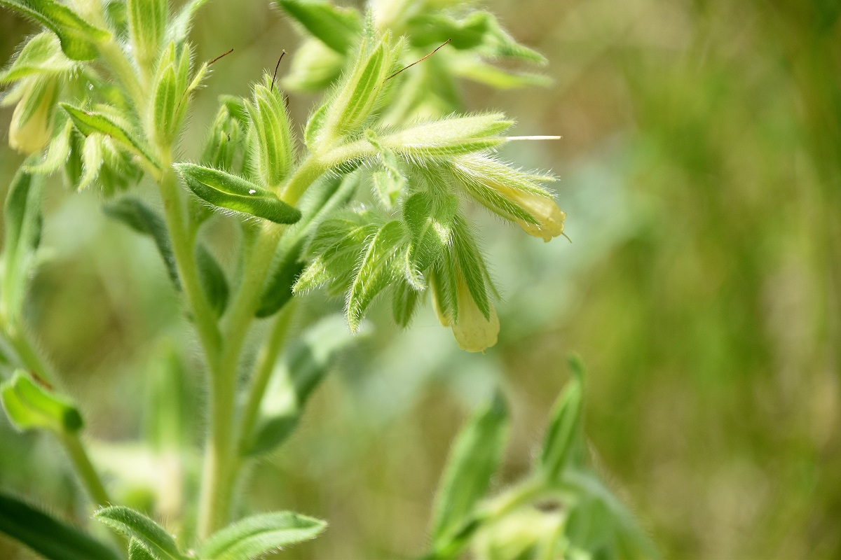 Spitzerberg - 22052022 - (21) - Wiesen Ost - Onosma arenaria.JPG