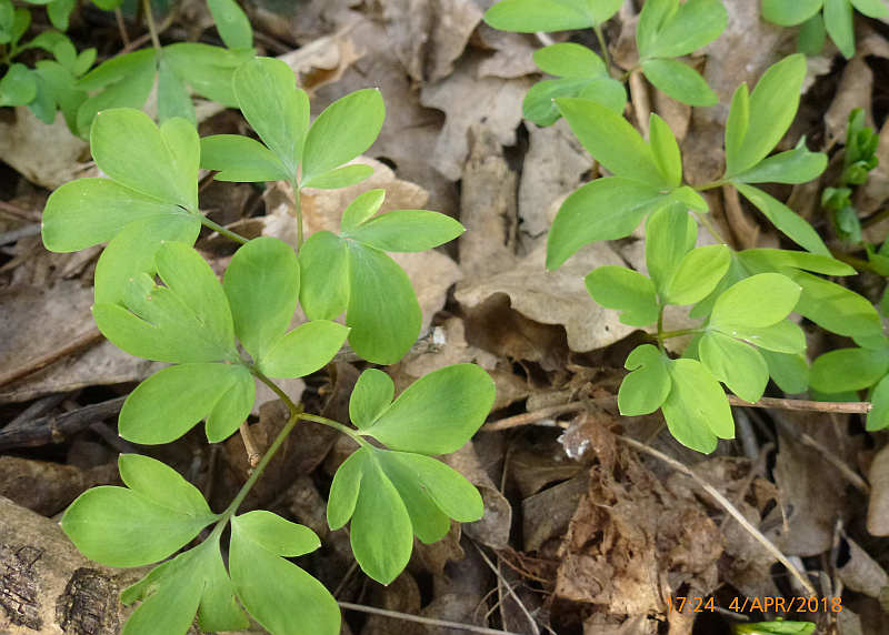 P1550806 Corydalis welche.JPG
