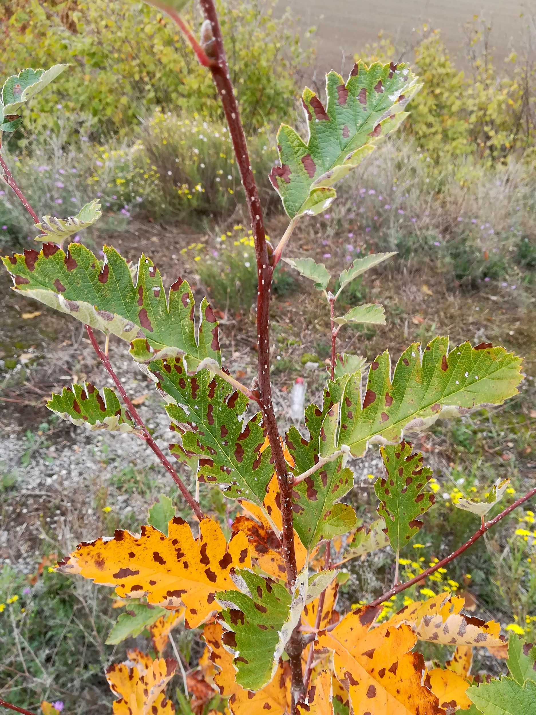 sorbus cf. intermedia wirtschaftsbrücke W trappenweg rannersdorf_20221014_085605.jpg