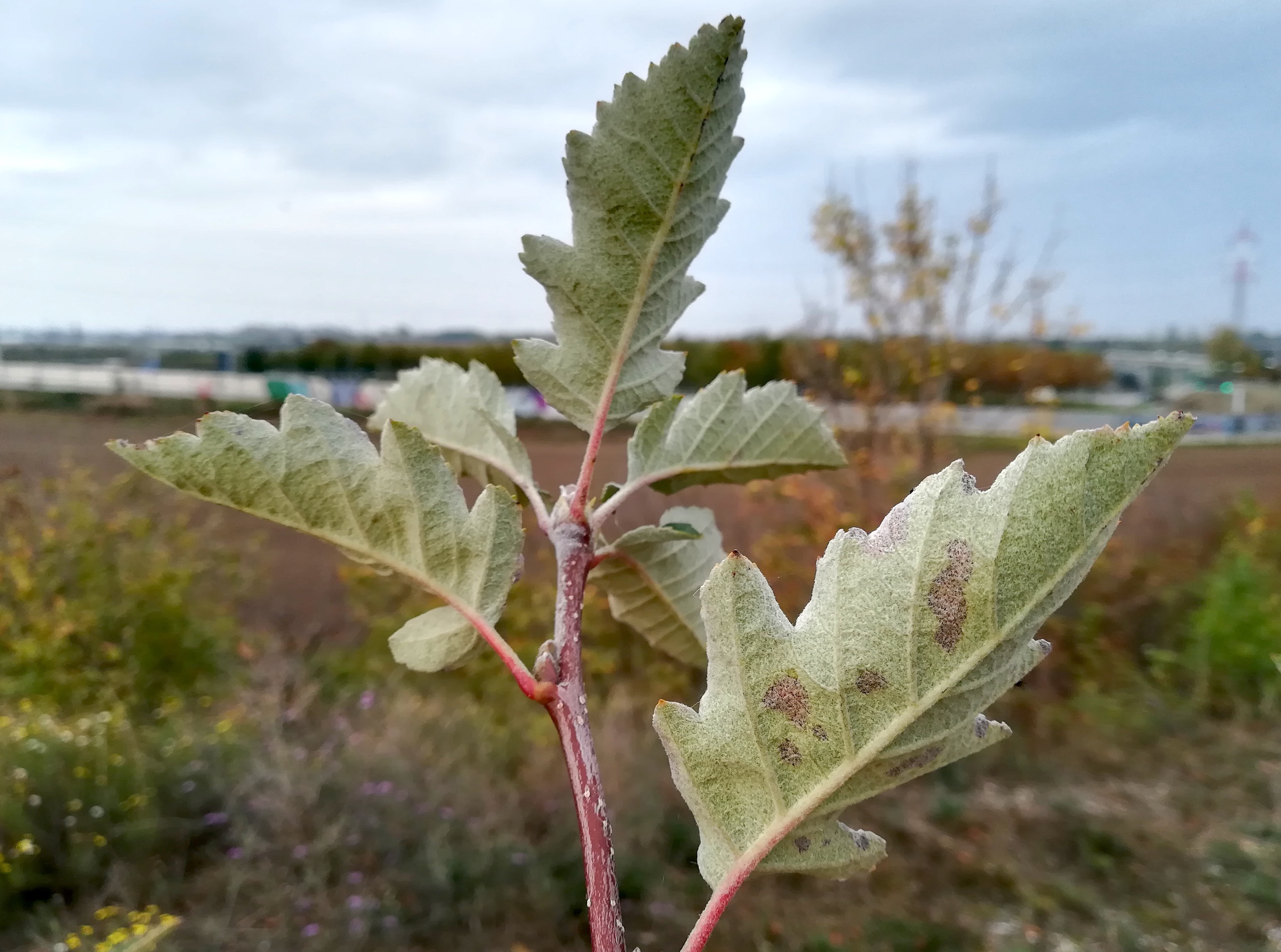 sorbus cf. intermedia wirtschaftsbrücke W trappenweg rannersdorf_20221014_085619.jpg