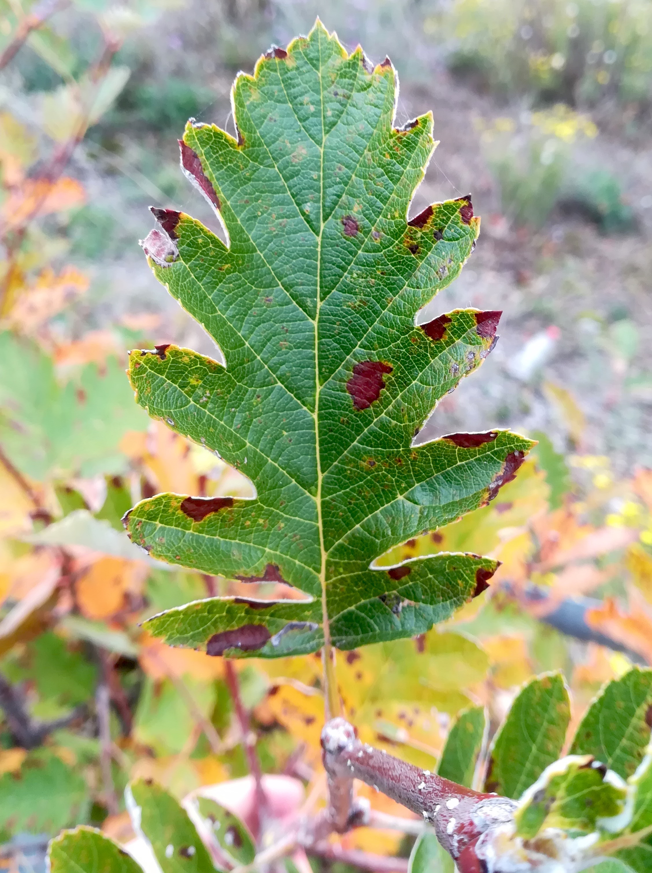 sorbus cf. intermedia wirtschaftsbrücke W trappenweg rannersdorf_20221014_090025.jpg